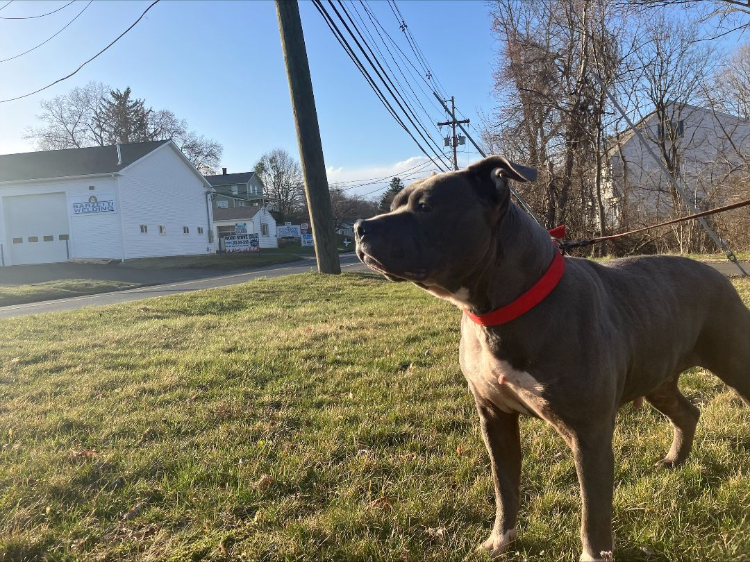 Enlarge Sarah, a Adopted mixed breed in Bethel, CT image 3/3