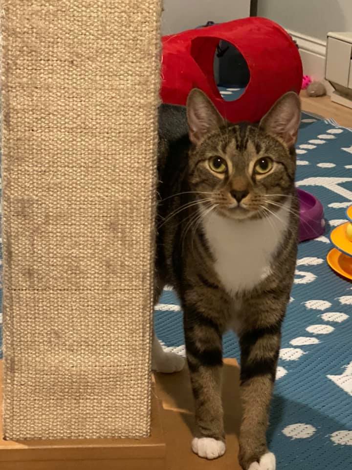 Enlarge Fawn 2, a Adoptable Domestic Short Hair in Plainville, MA image 1/12