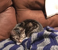 Enlarge Fawn 2, a Adoptable Domestic Short Hair in Plainville, MA image 2/12