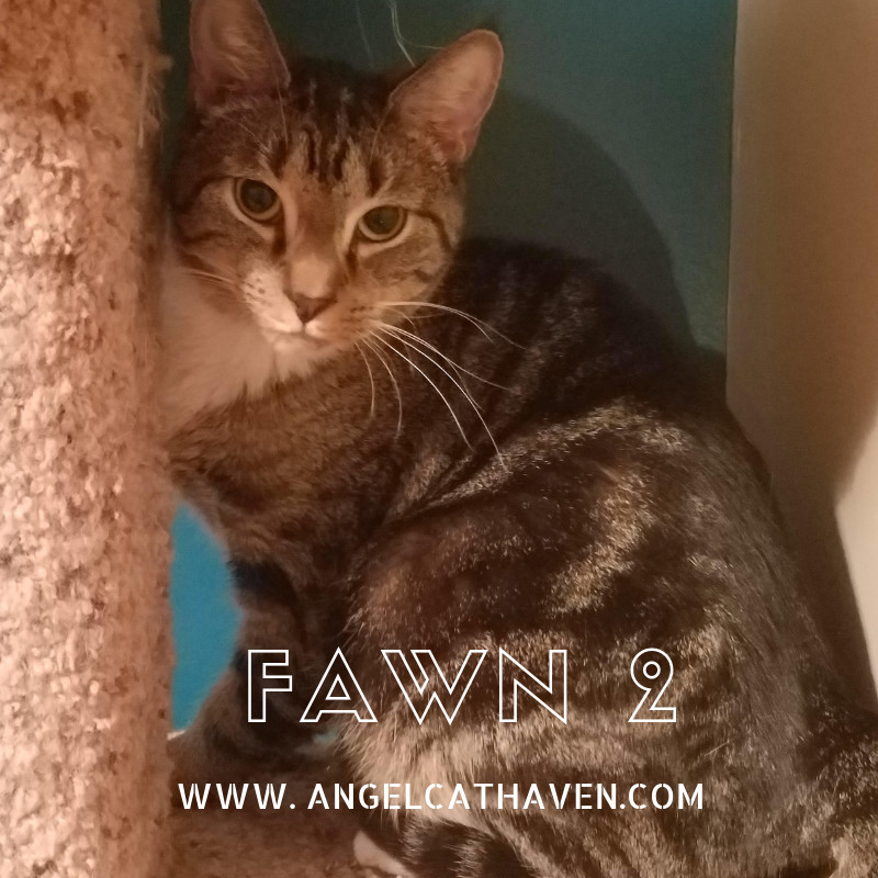 Enlarge Fawn 2, a Adoptable Domestic Short Hair in Plainville, MA image 3/12
