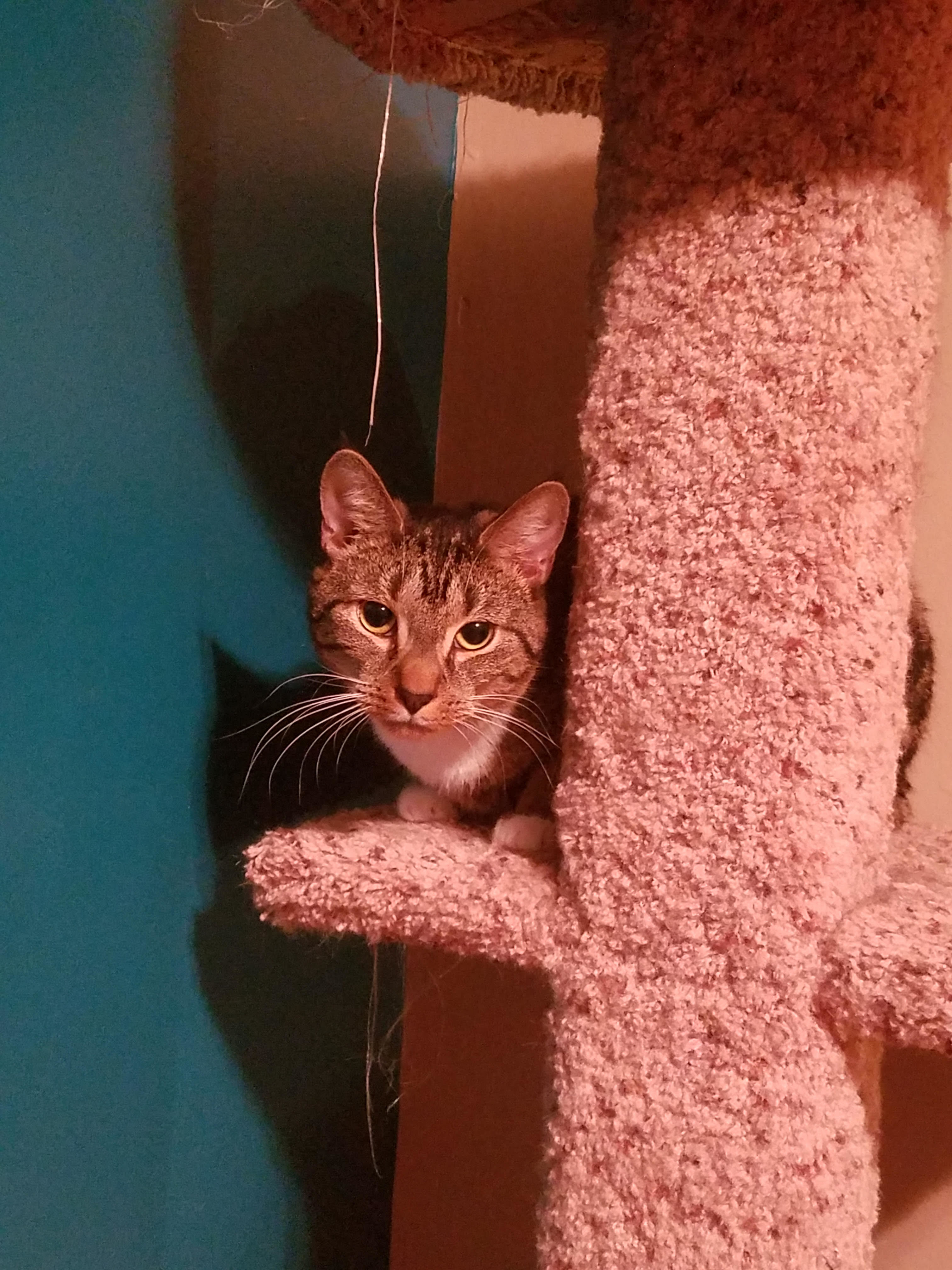 Enlarge Fawn 2, a Adoptable Domestic Short Hair in Plainville, MA image 4/12