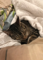 Enlarge Fawn 2, a Adoptable Domestic Short Hair in Plainville, MA image 6/12