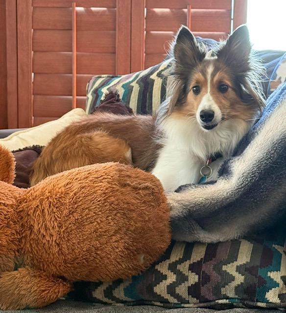 Marley, Adopted, Young Female Shetland Sheepdog / Sheltie.