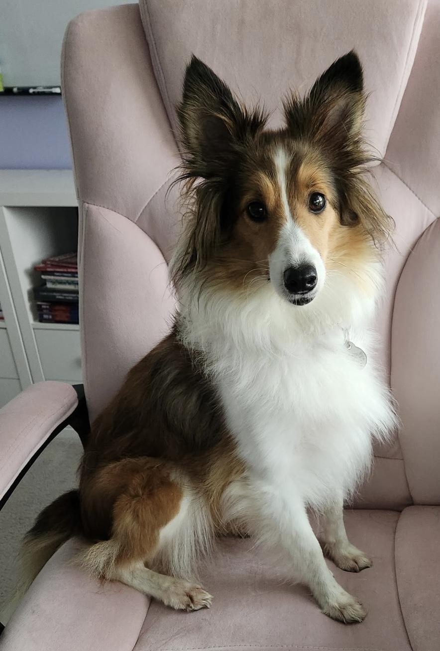 Marley, a Adopted Shetland Sheepdog / Sheltie in Abingdon, MD image 2/3