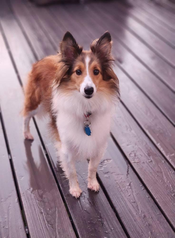 Marley, a Adopted Shetland Sheepdog / Sheltie in Abingdon, MD image 3/3
