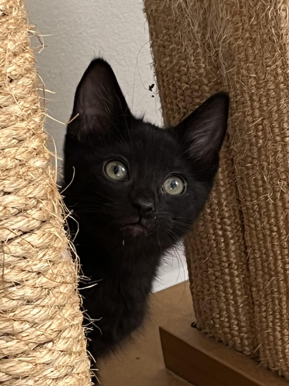 Spice, a Adoptable Domestic Short Hair in Palatine, IL image 1/2