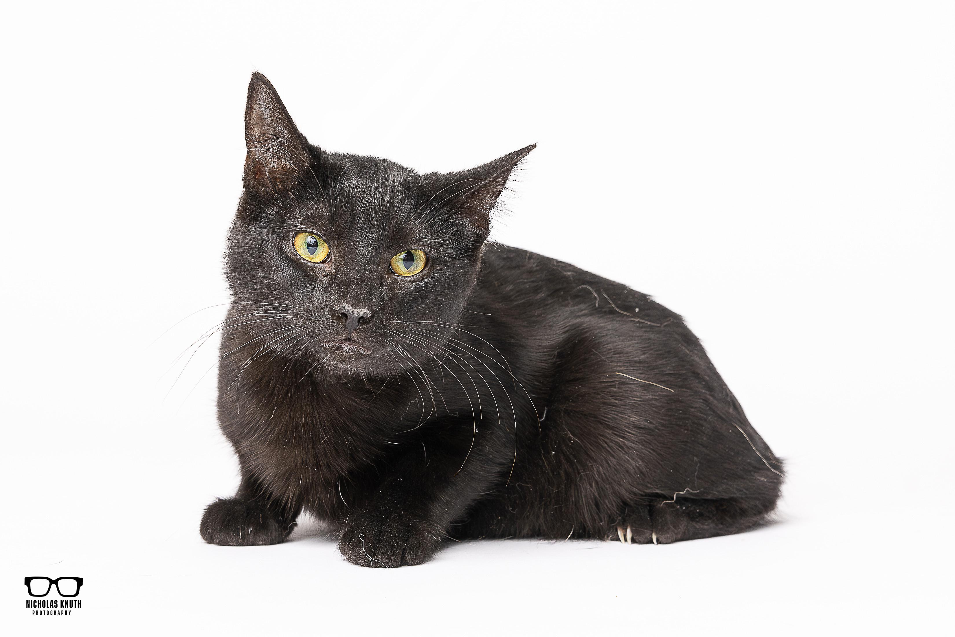 Spice, Adoptable, Kitten Female Domestic Short Hair.