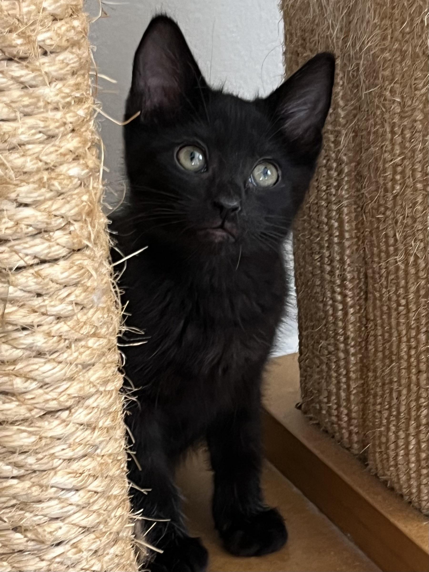 Spice, a Adoptable Domestic Short Hair in Palatine, IL image 2/2