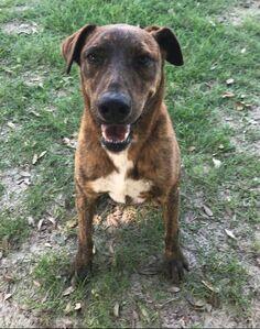 Willow, a Adoptable Catahoula Leopard Dog in Gun Barrel City, TX image 1/2