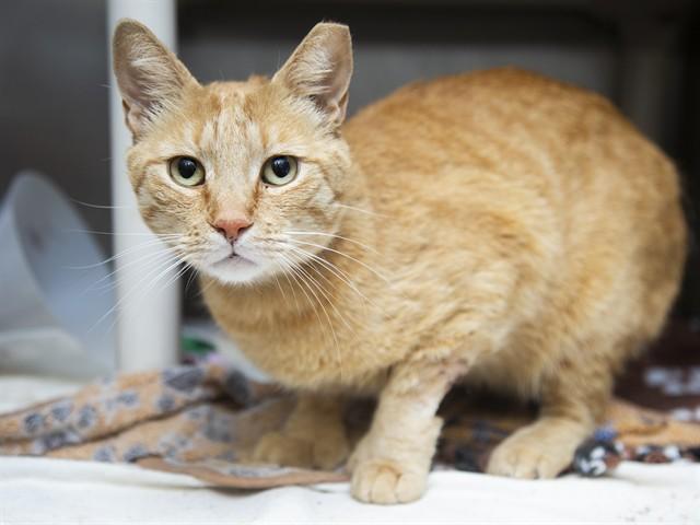 Enlarge SCOOTER, a Adoptable Domestic Short Hair in Phoenix, AZ image 1/1