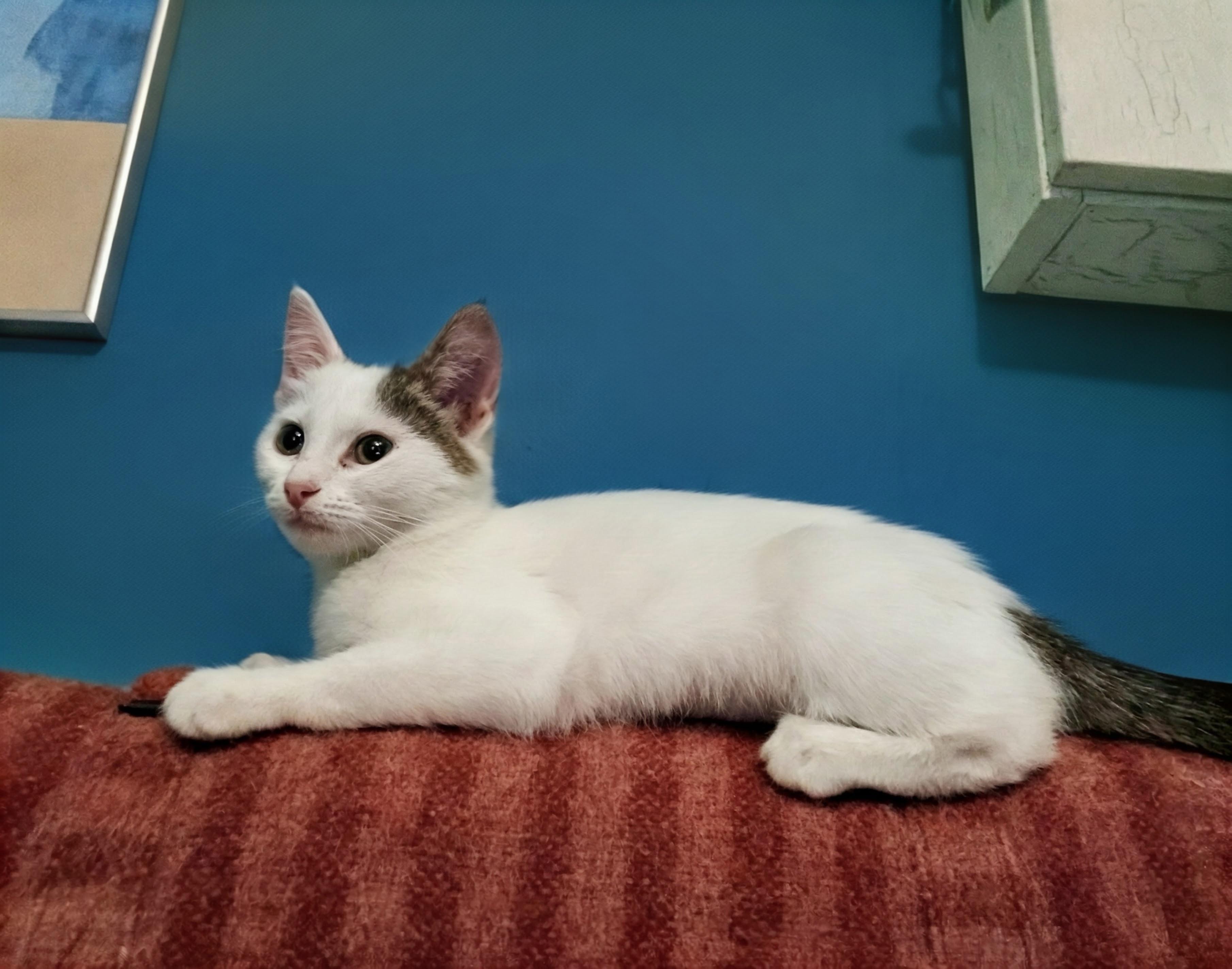Enlarge Arroyo Seco, a Adoptable Domestic Short Hair in Apex, NC image 3/6