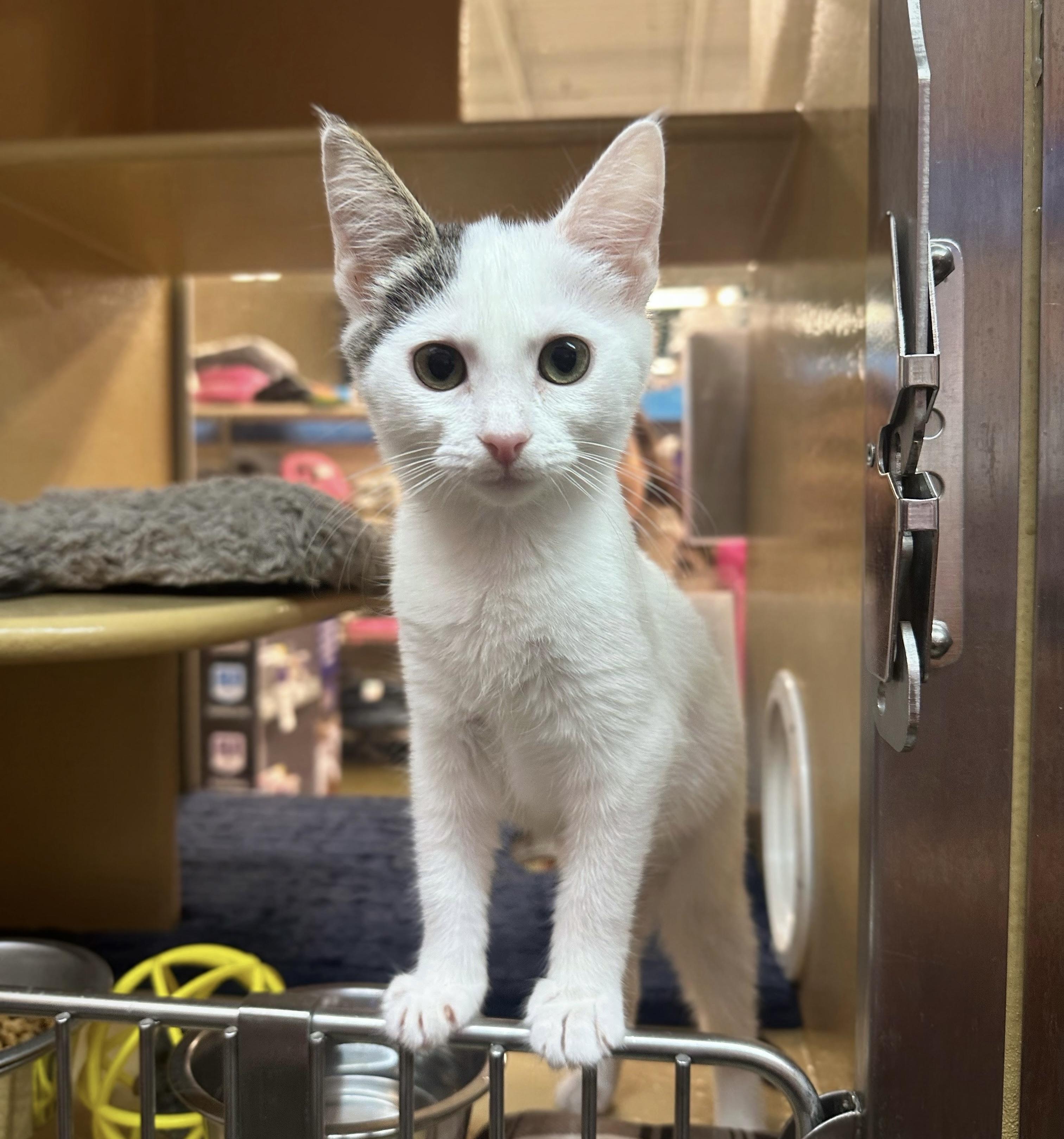 Enlarge Arroyo Seco, a Adoptable Domestic Short Hair in Apex, NC image 5/6
