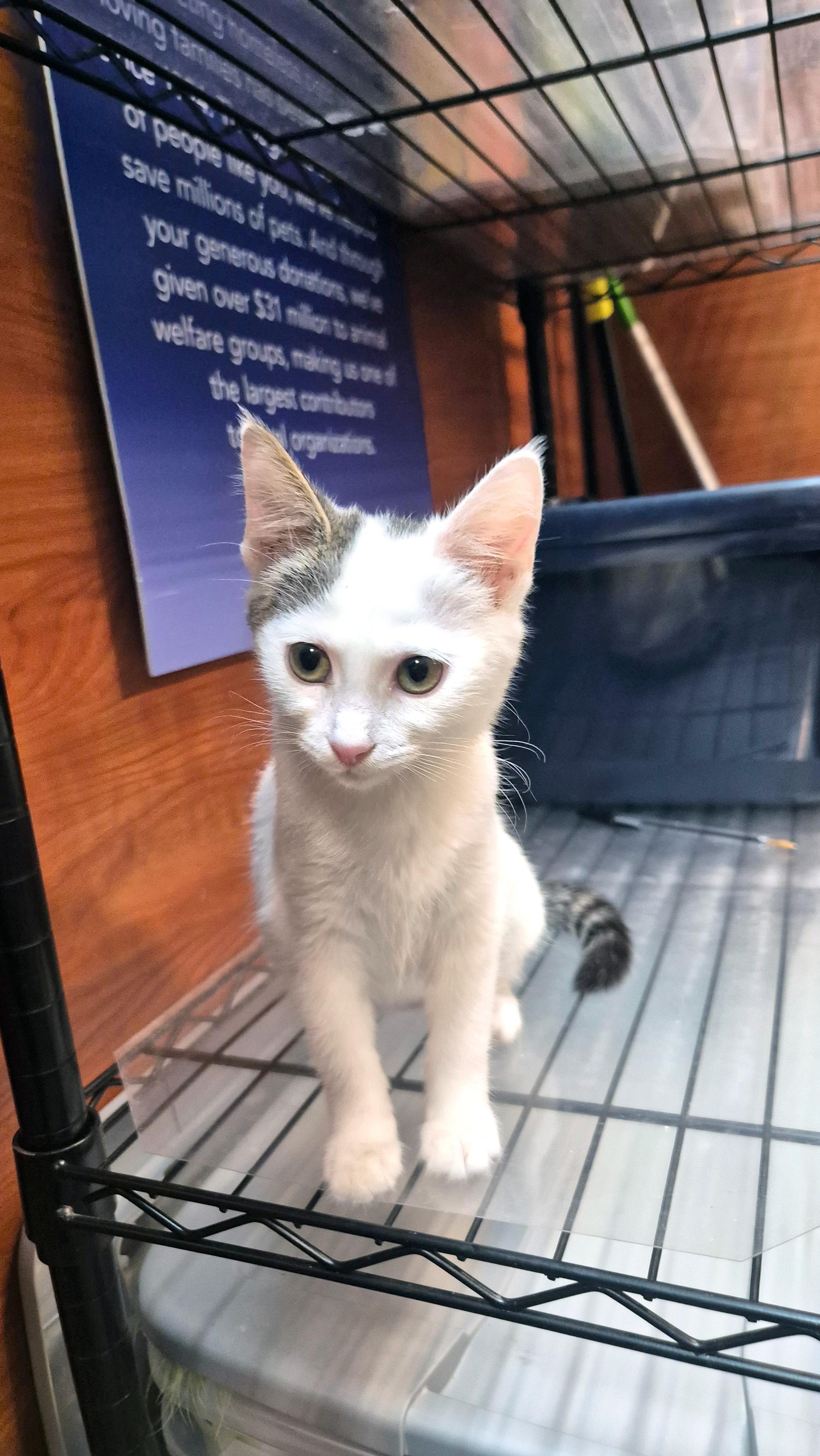 Enlarge Arroyo Seco, a Adoptable Domestic Short Hair in Apex, NC image 4/6