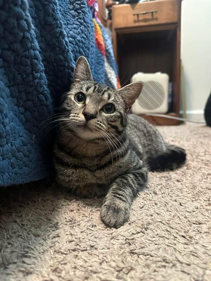 Alan, a ADOPTABLE Domestic Short Hair in Manhattan, KS image 3/4