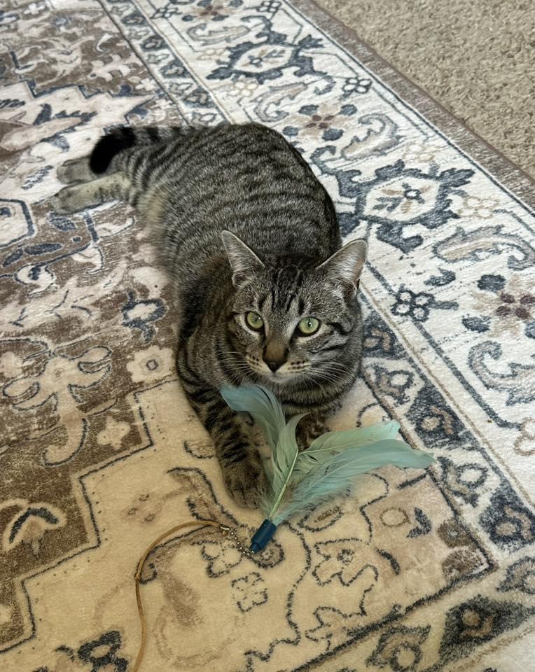 Alan, a ADOPTABLE Domestic Short Hair in Manhattan, KS image 4/4