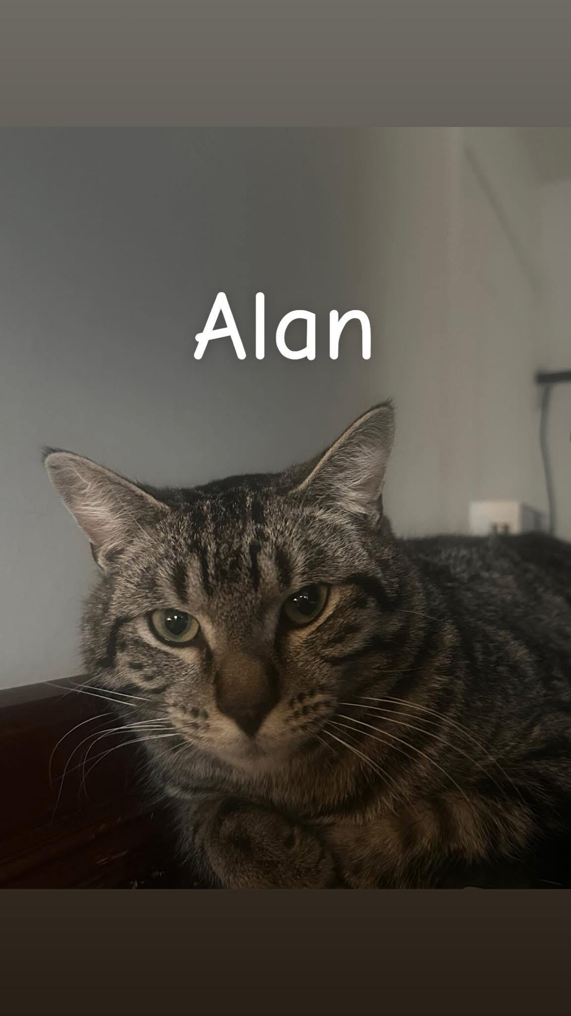 Alan, a ADOPTABLE Domestic Short Hair in Manhattan, KS image 2/4
