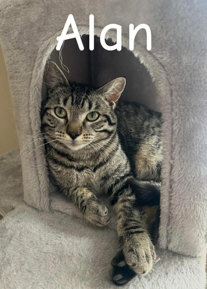 Alan, a ADOPTABLE Domestic Short Hair in Manhattan, KS image 1/4