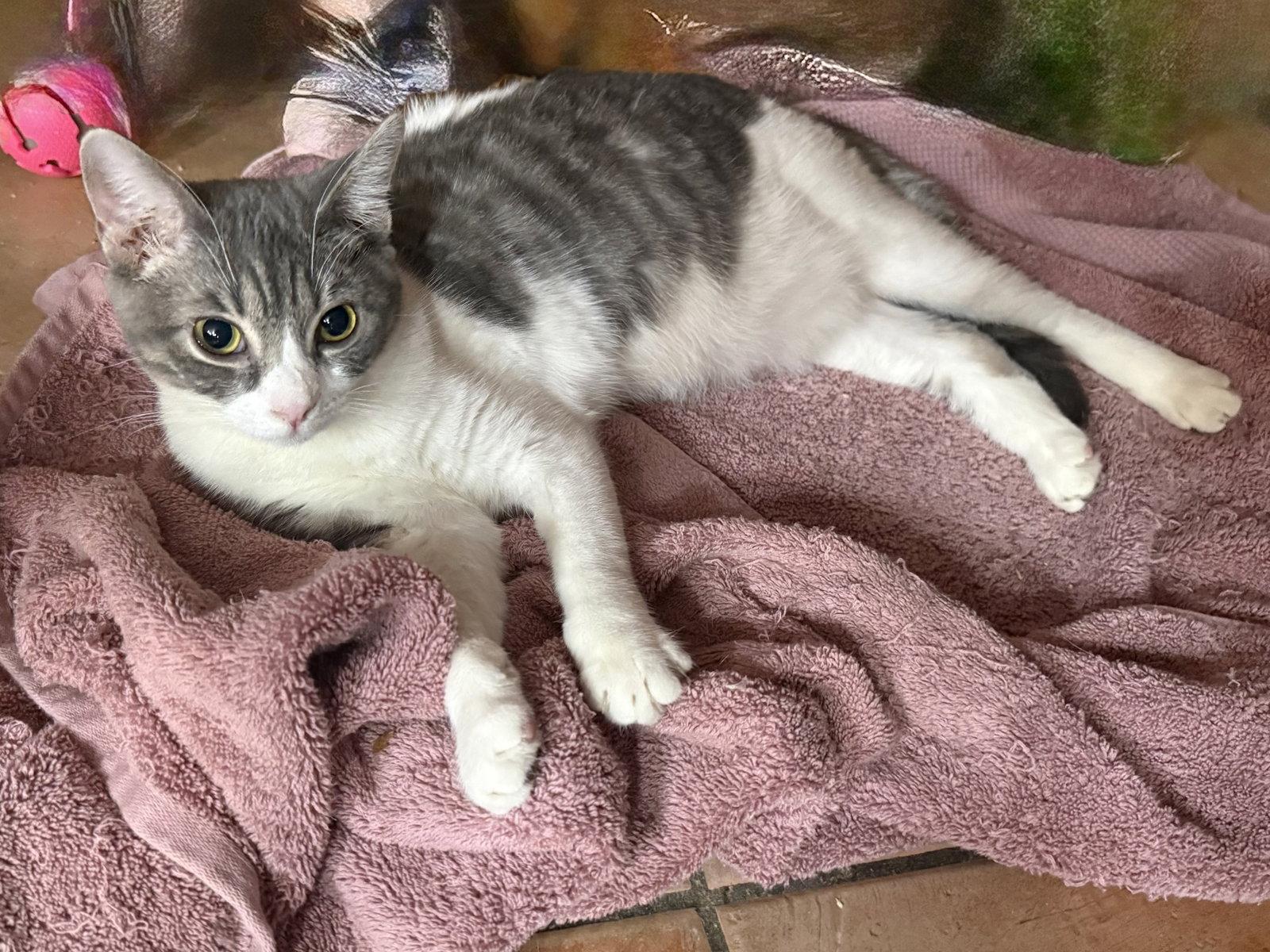 Enlarge Eirene, a Adoptable mixed breed in Phoenix, AZ image 1/1