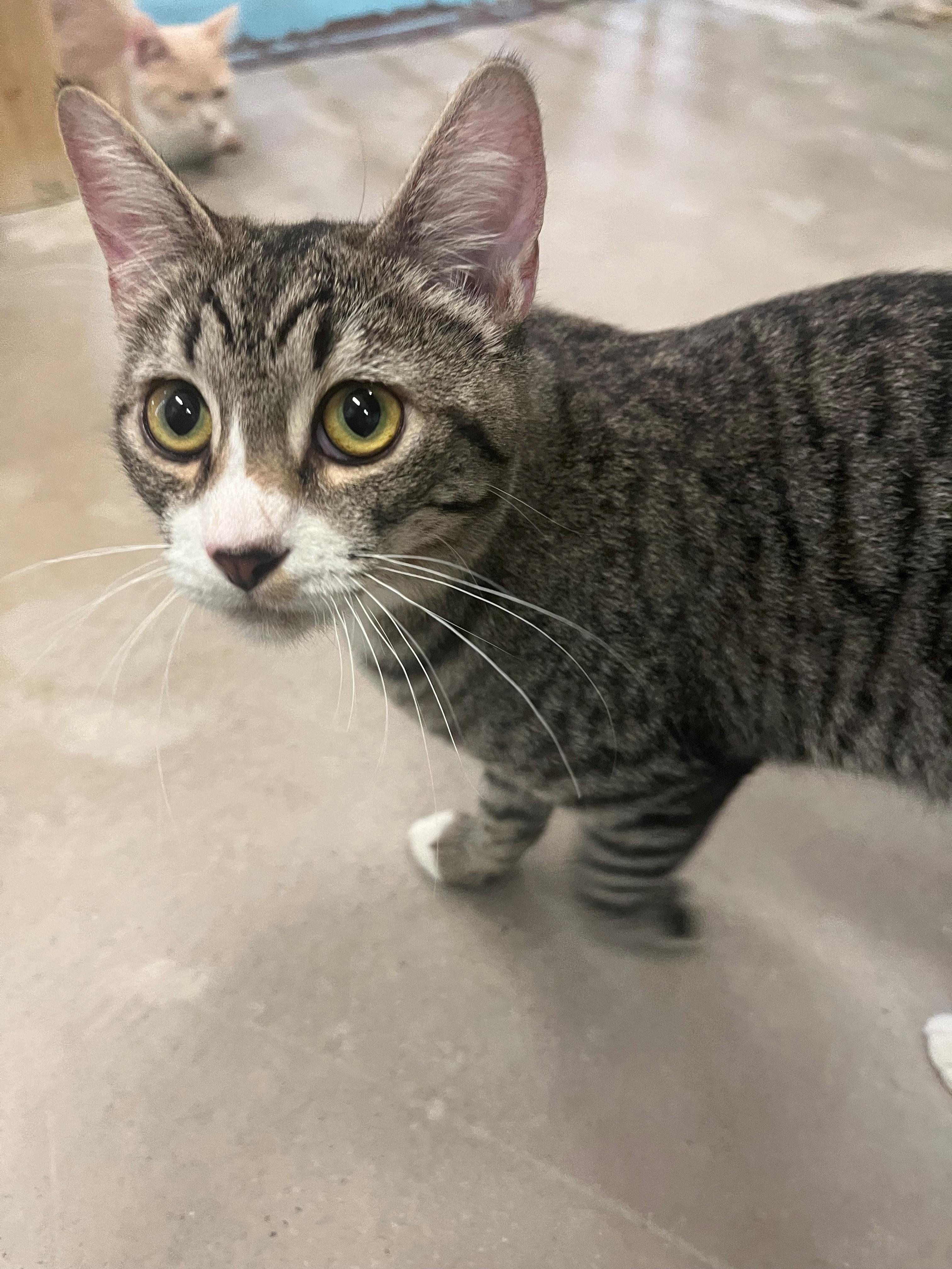 Enlarge 4112 Oreo, an adopted Domestic Short Hair in Phoenix, AZ image 1/2