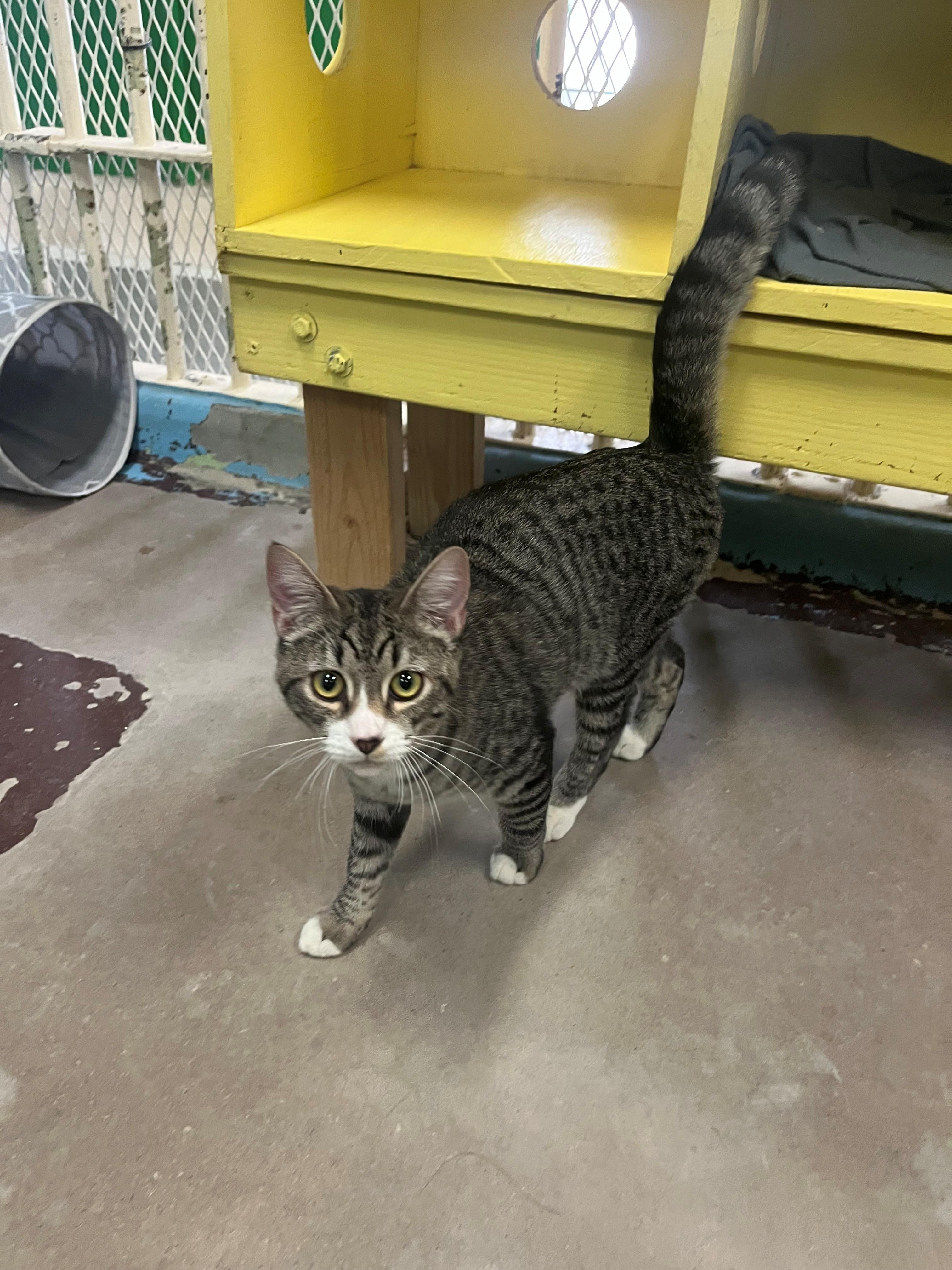 Enlarge 4112 Oreo, an adopted Domestic Short Hair in Phoenix, AZ image 2/2