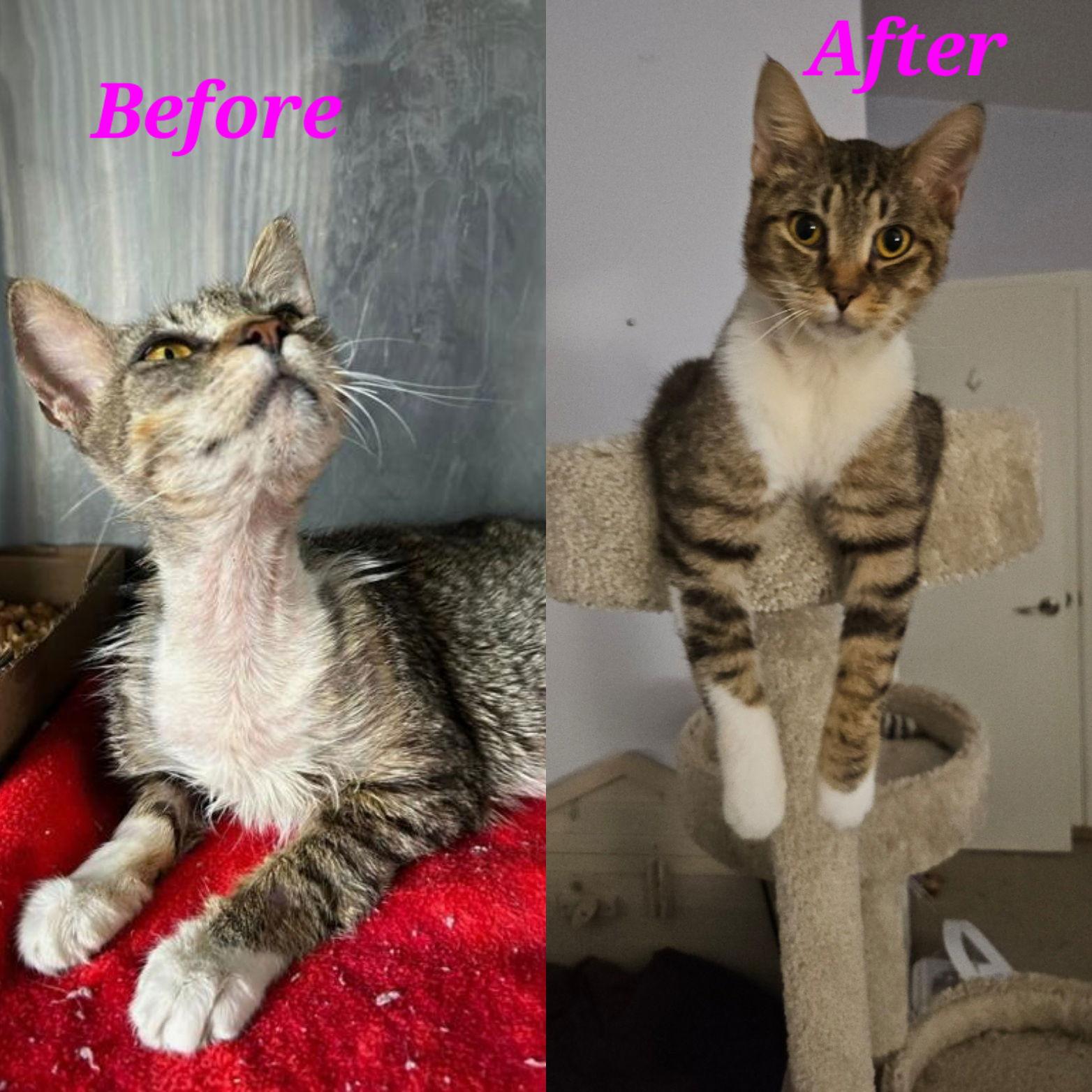 Lazarus (& Pink) bonded, Adoptable, Adult Male Domestic Short Hair.