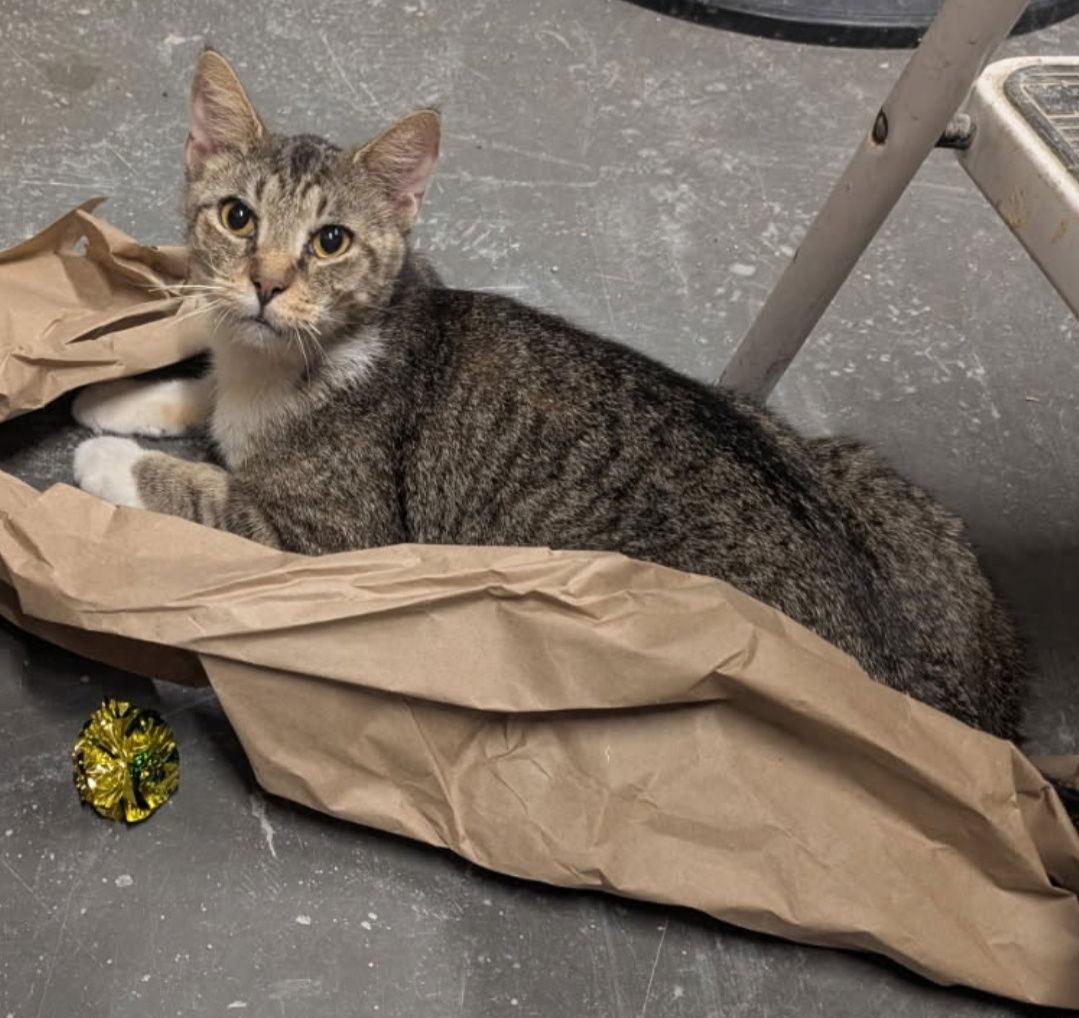 Lazarus (& Pink) bonded — thumbnail 2