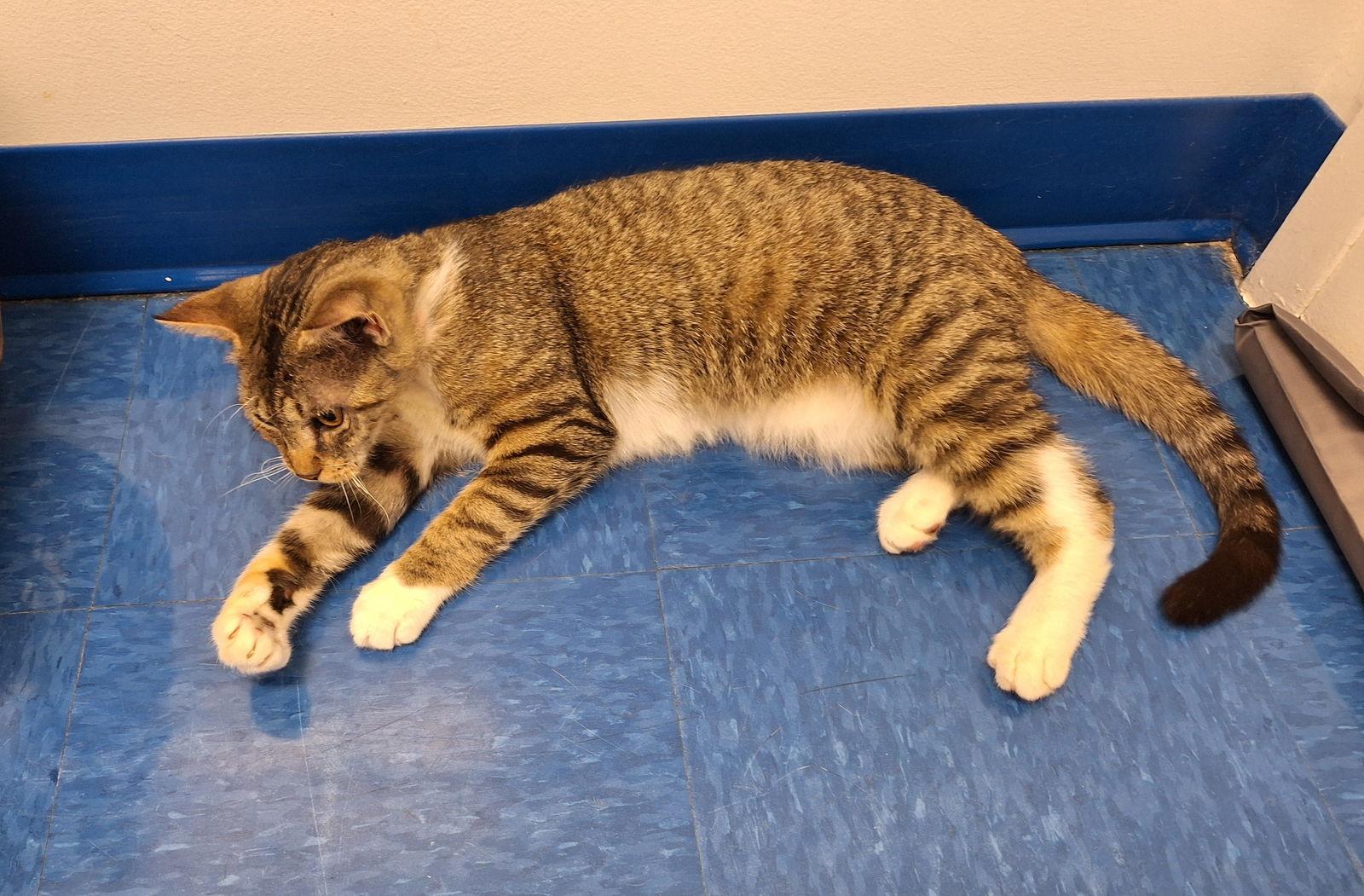 Lazarus (& Pink) bonded — thumbnail 3