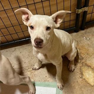 Enlarge Louie, a Adoptable mixed breed in San Saba, TX image 1/1