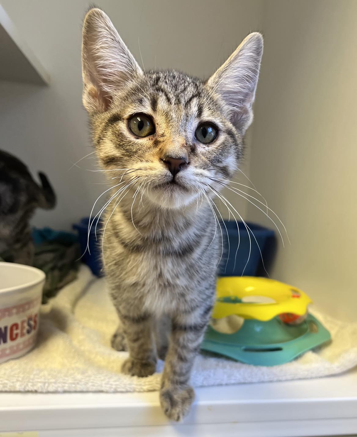 Cat for adoption Ollie, a Domestic Short Hair Mix in Grants Pass, OR