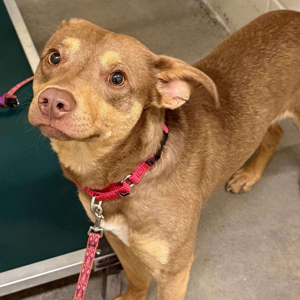 Enlarge Cinnamon, a Adoptable Terrier in Pittsford, VT image 1/2