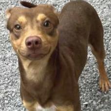 Enlarge Cinnamon, a Adoptable Terrier in Pittsford, VT image 2/2