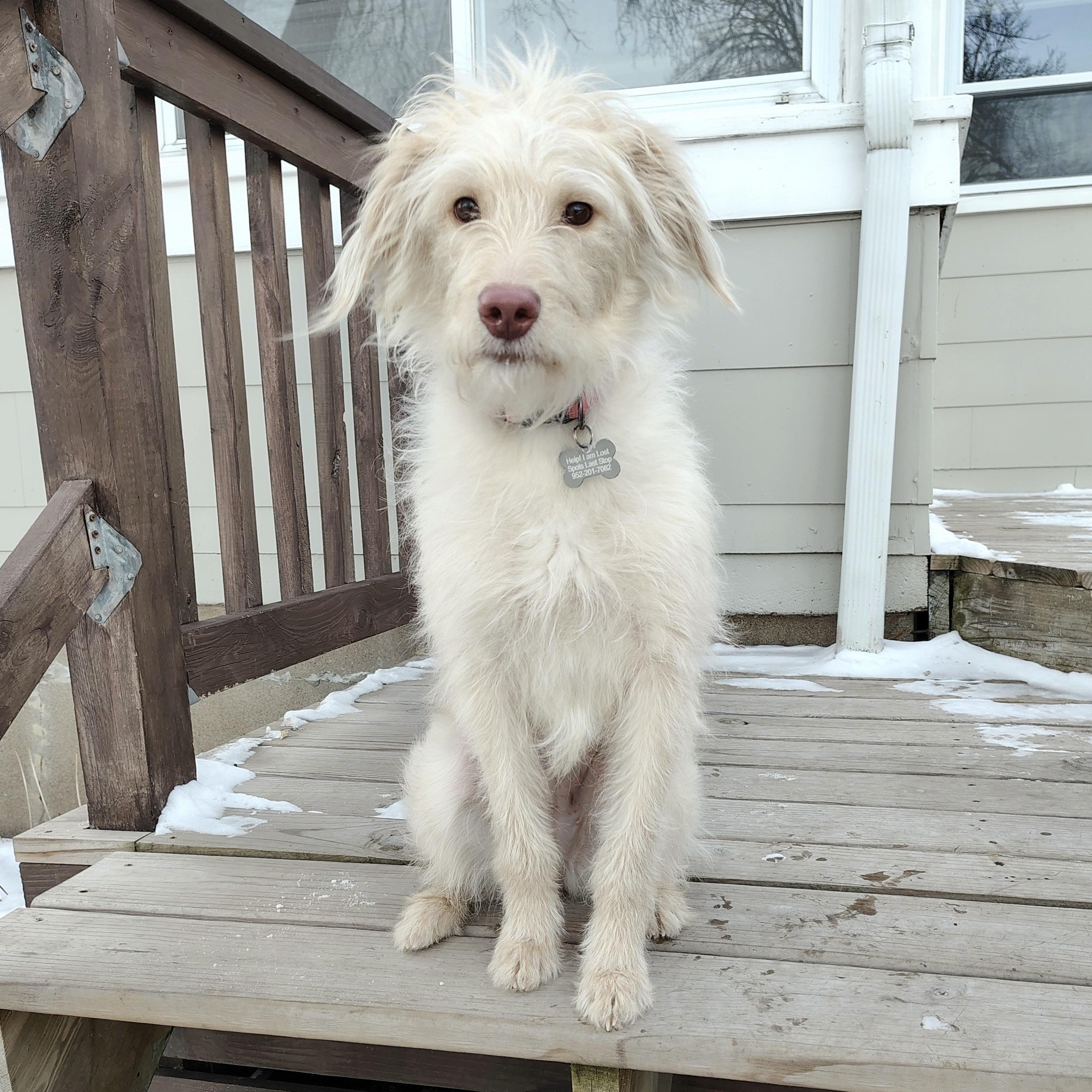 Enlarge Pearl, an adopted Goldendoodle in Prior Lake, MN image 5/5