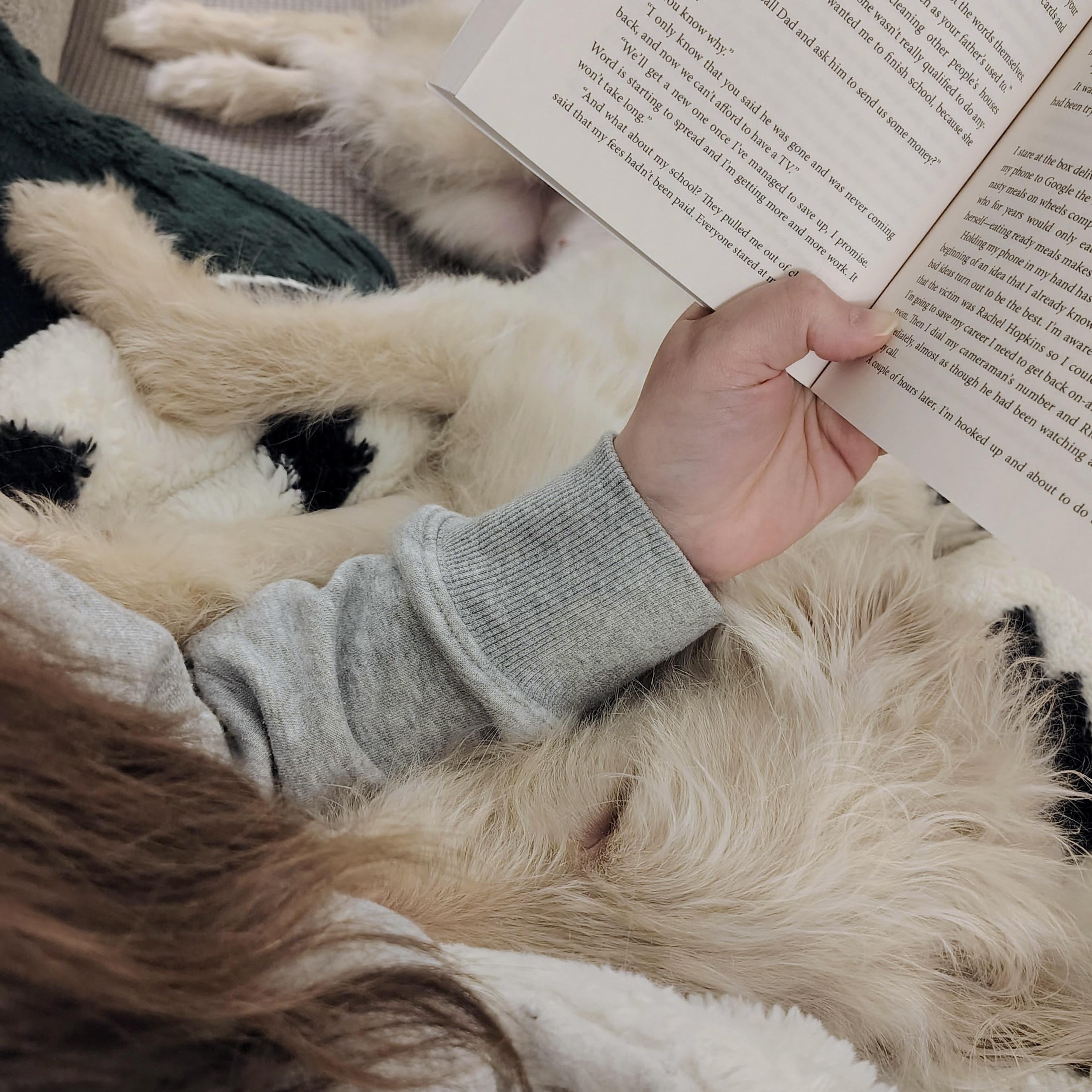 Enlarge Pearl, an adopted Goldendoodle in Prior Lake, MN image 4/5