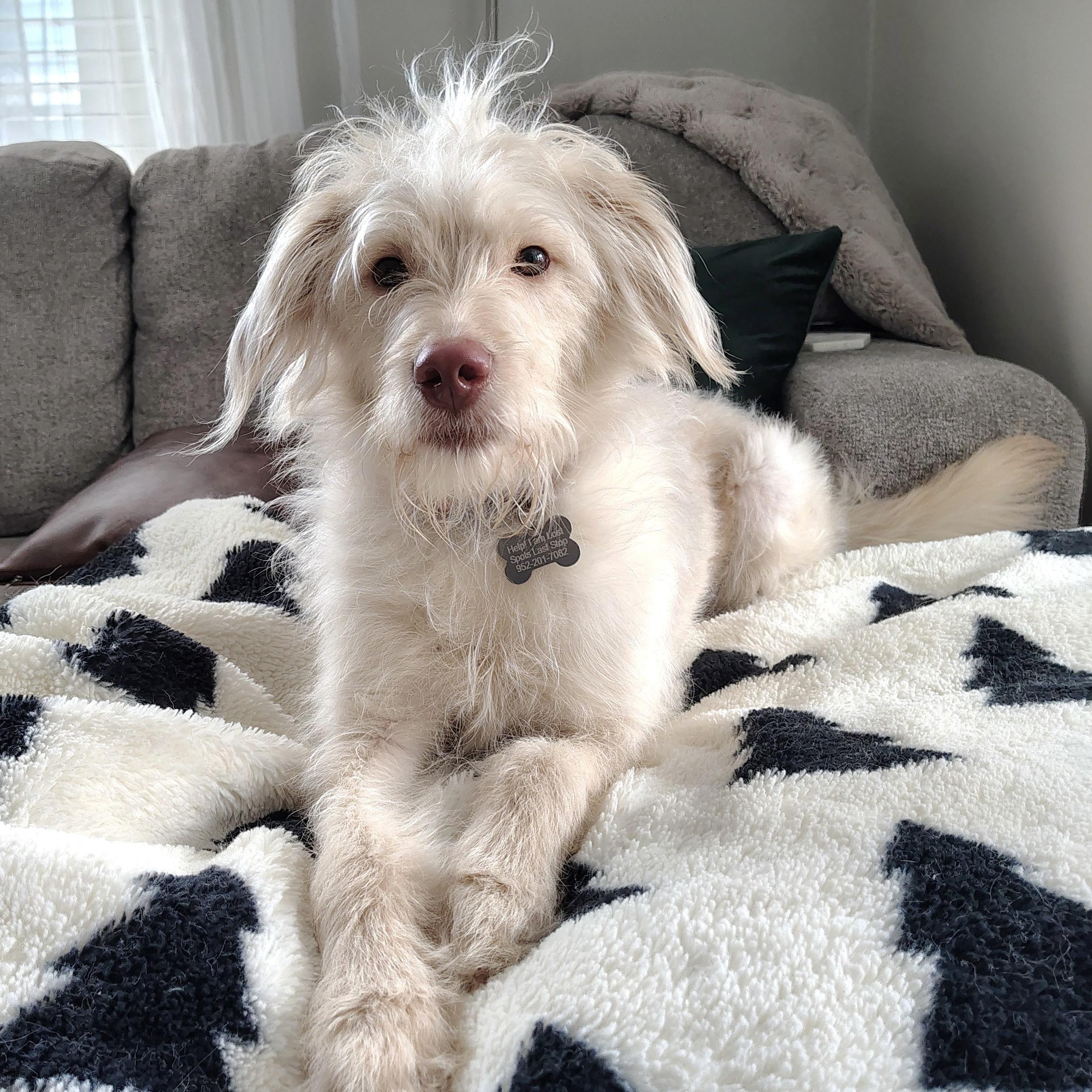 Enlarge Pearl, an adopted Goldendoodle in Prior Lake, MN image 2/5