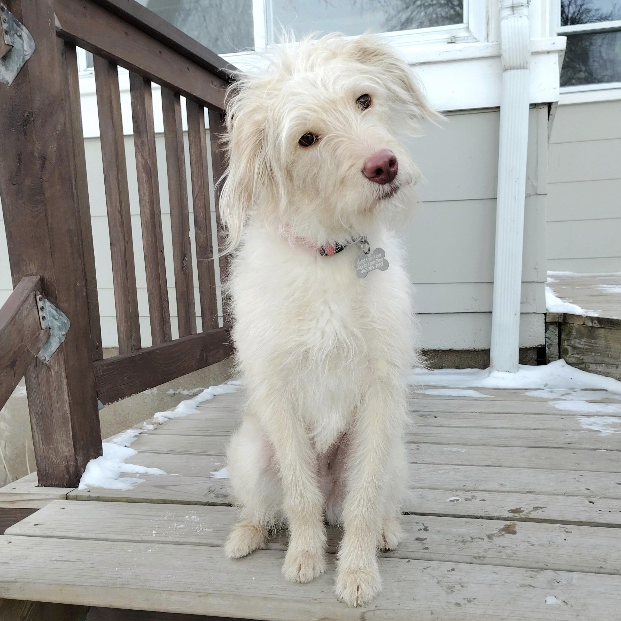 Enlarge Pearl, an adopted Goldendoodle in Prior Lake, MN image 1/5