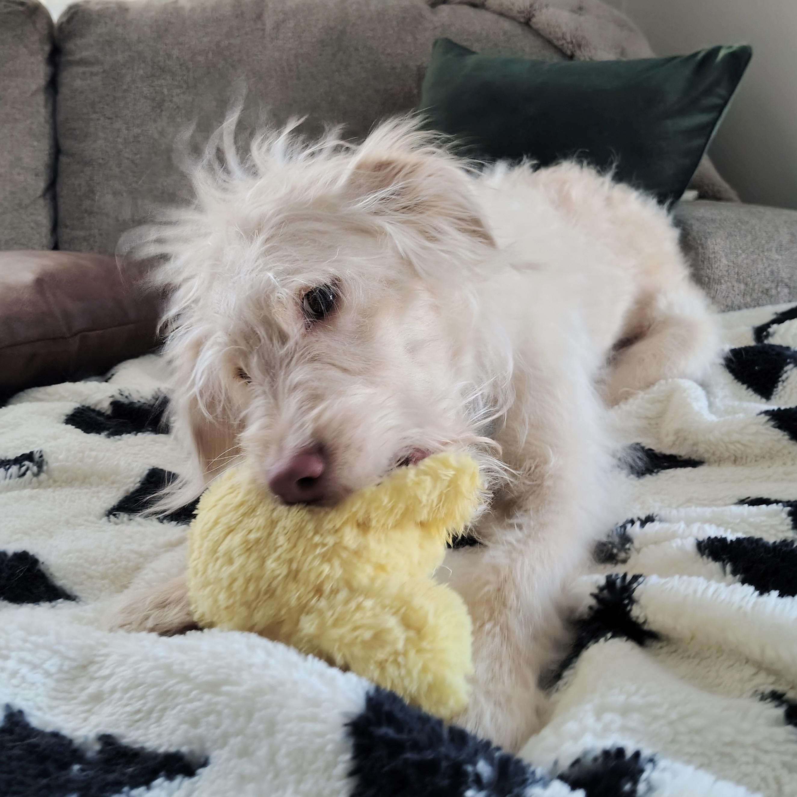 Enlarge Pearl, an adopted Goldendoodle in Prior Lake, MN image 3/5