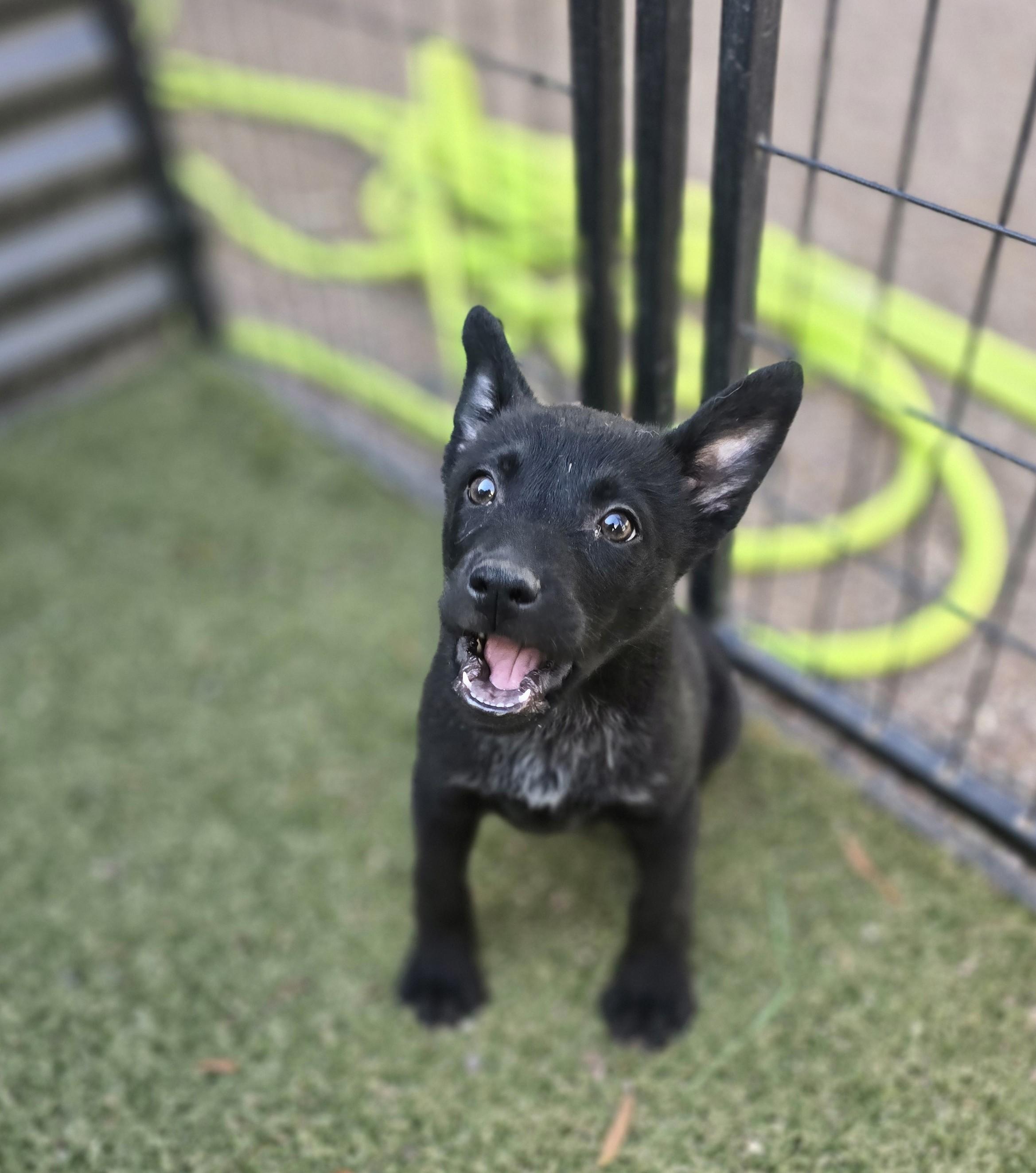 Priscilla, ADOPTABLE, Puppy Female Cattle Dog & Australian Kelpie.