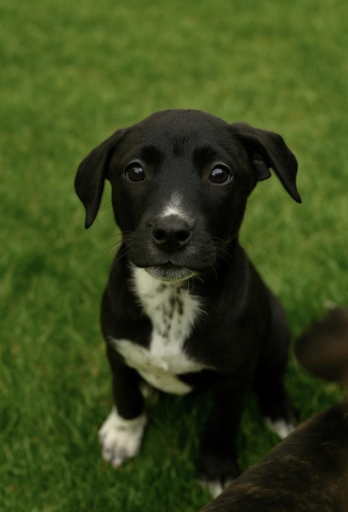 Bellamy, Adoptable, Puppy Male Hound & Terrier.