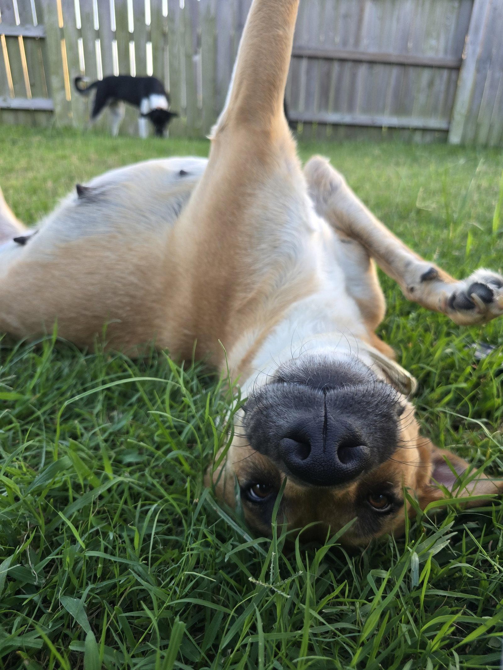 Breezy, Adoptable, Adult Female Black Mouth Cur.