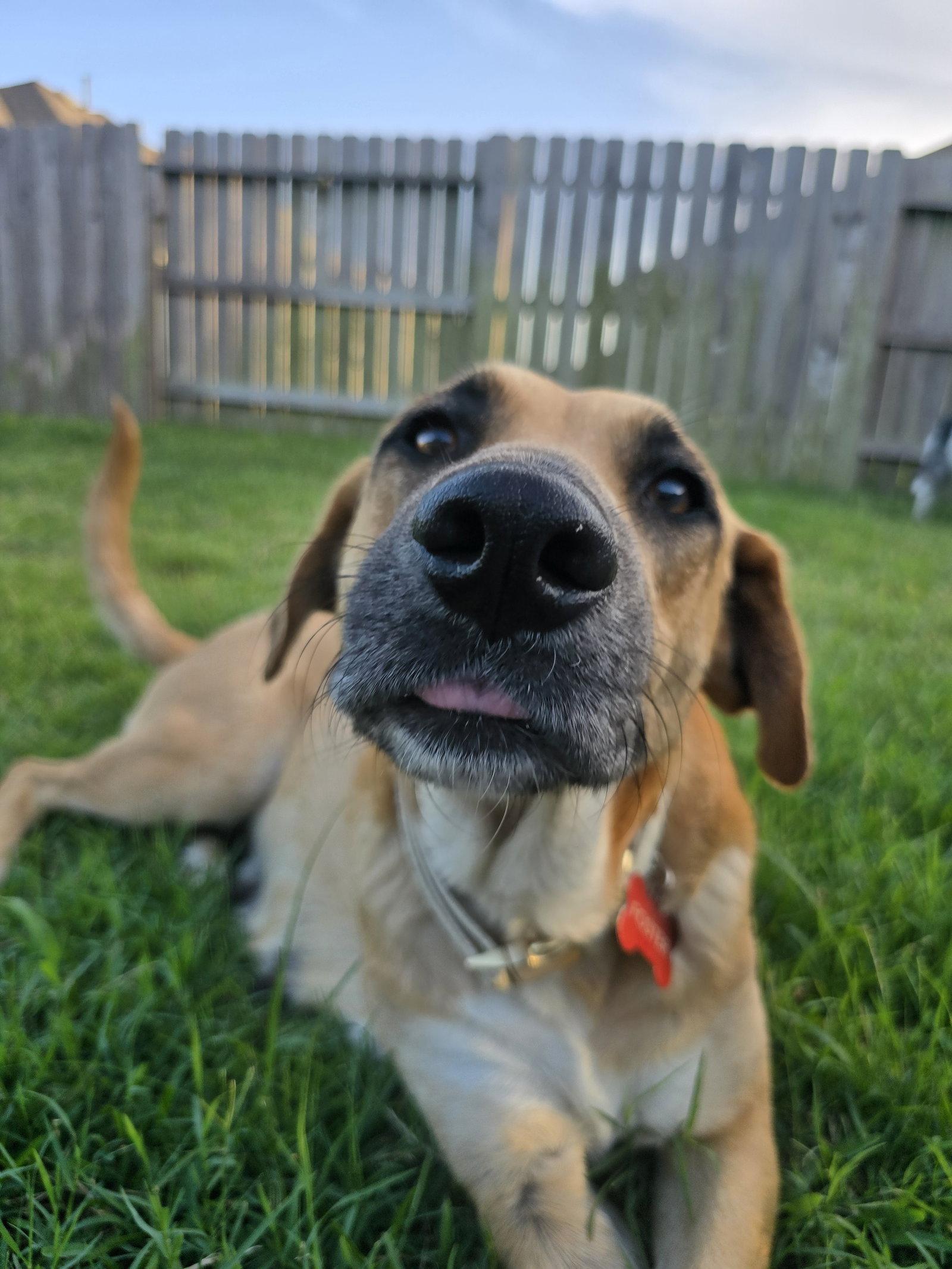 Breezy, a Adoptable Black Mouth Cur in The Woodlands, TX image 2/3