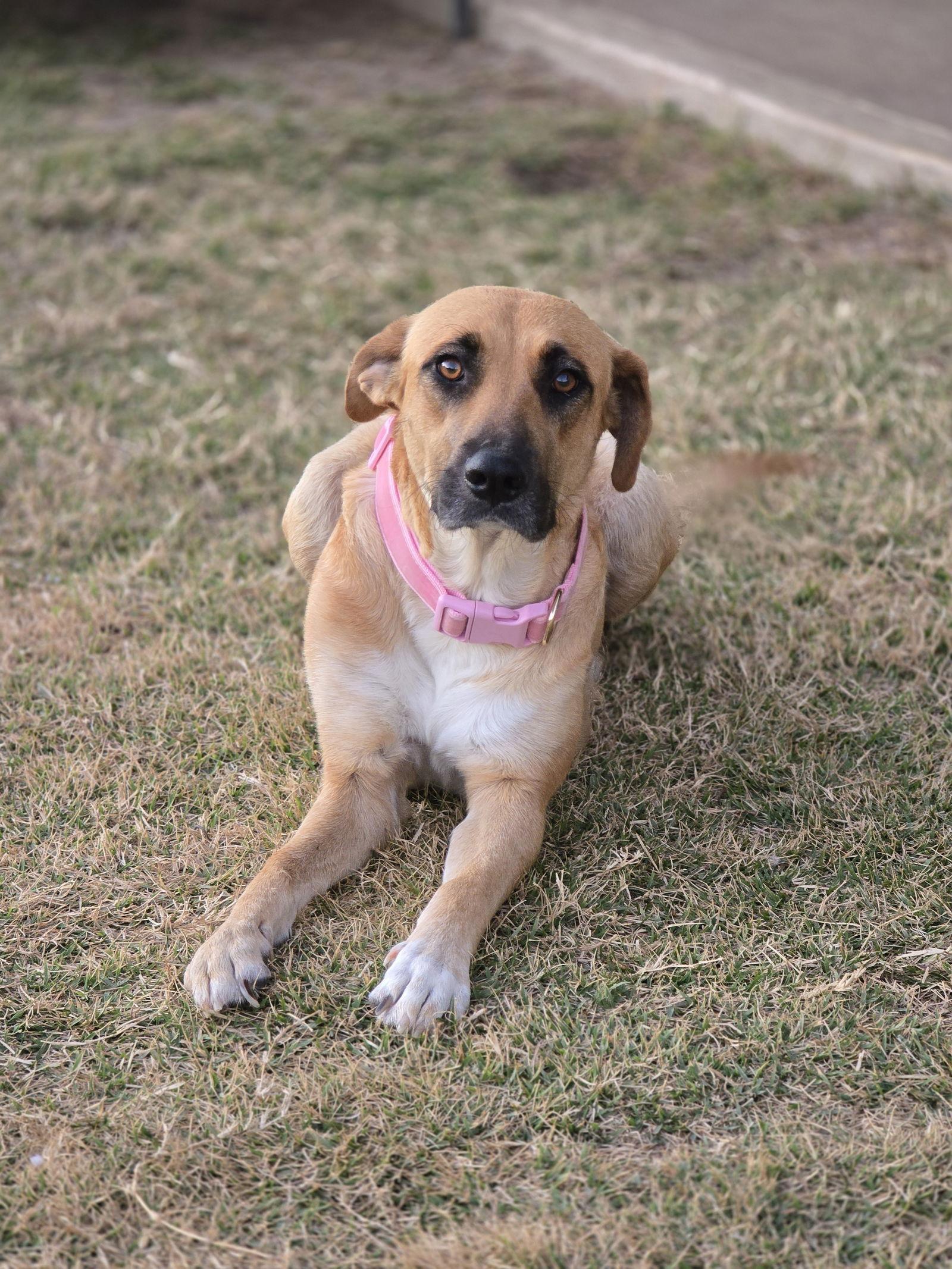 Breezy, a Adoptable Black Mouth Cur in The Woodlands, TX image 2/3