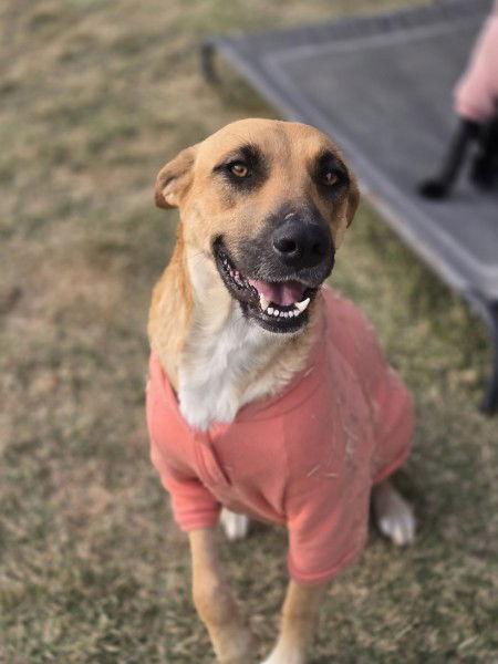Breezy, a Adoptable Black Mouth Cur in The Woodlands, TX image 3/3