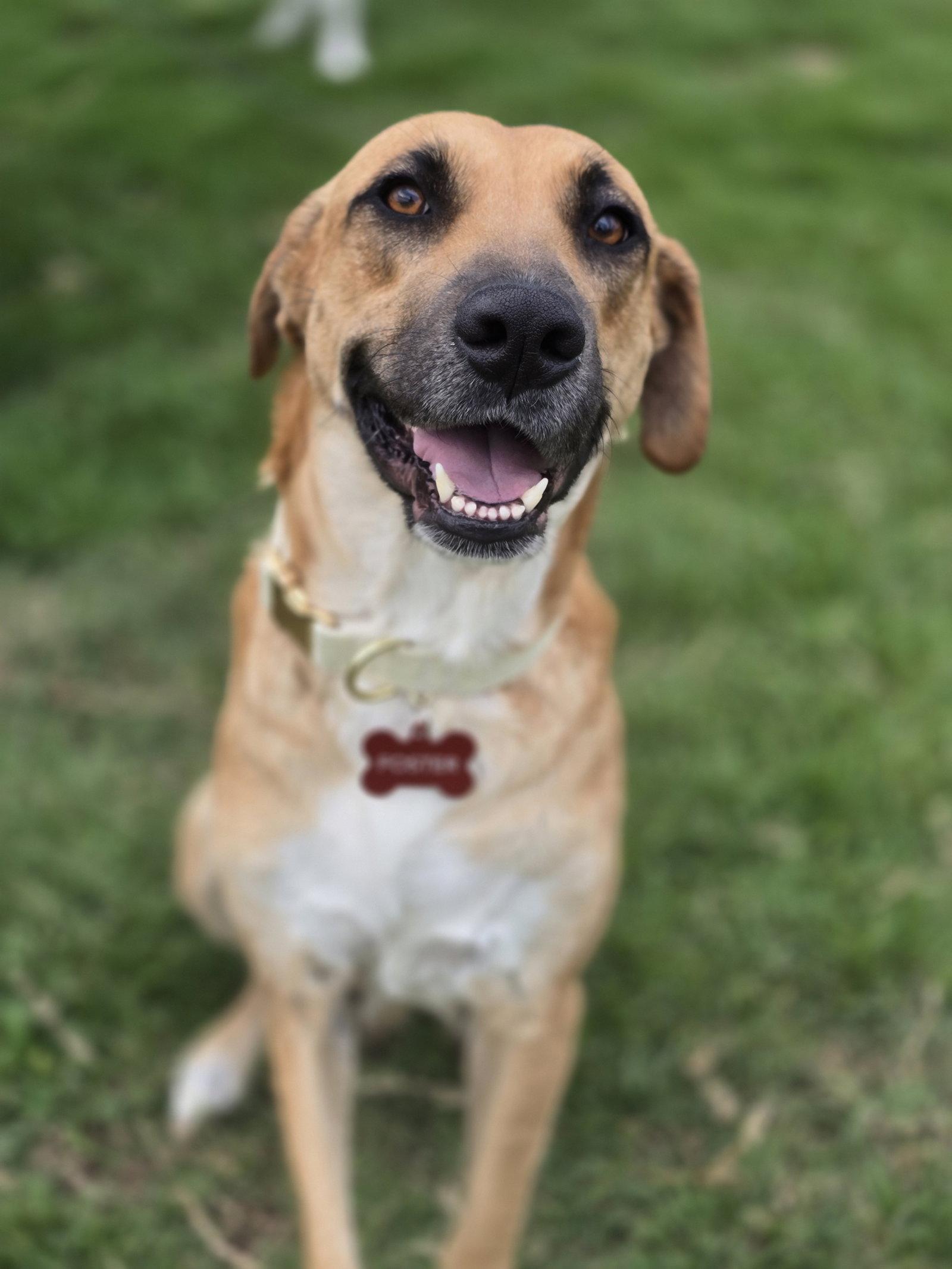 Breezy, a Adoptable Black Mouth Cur in The Woodlands, TX image 3/3