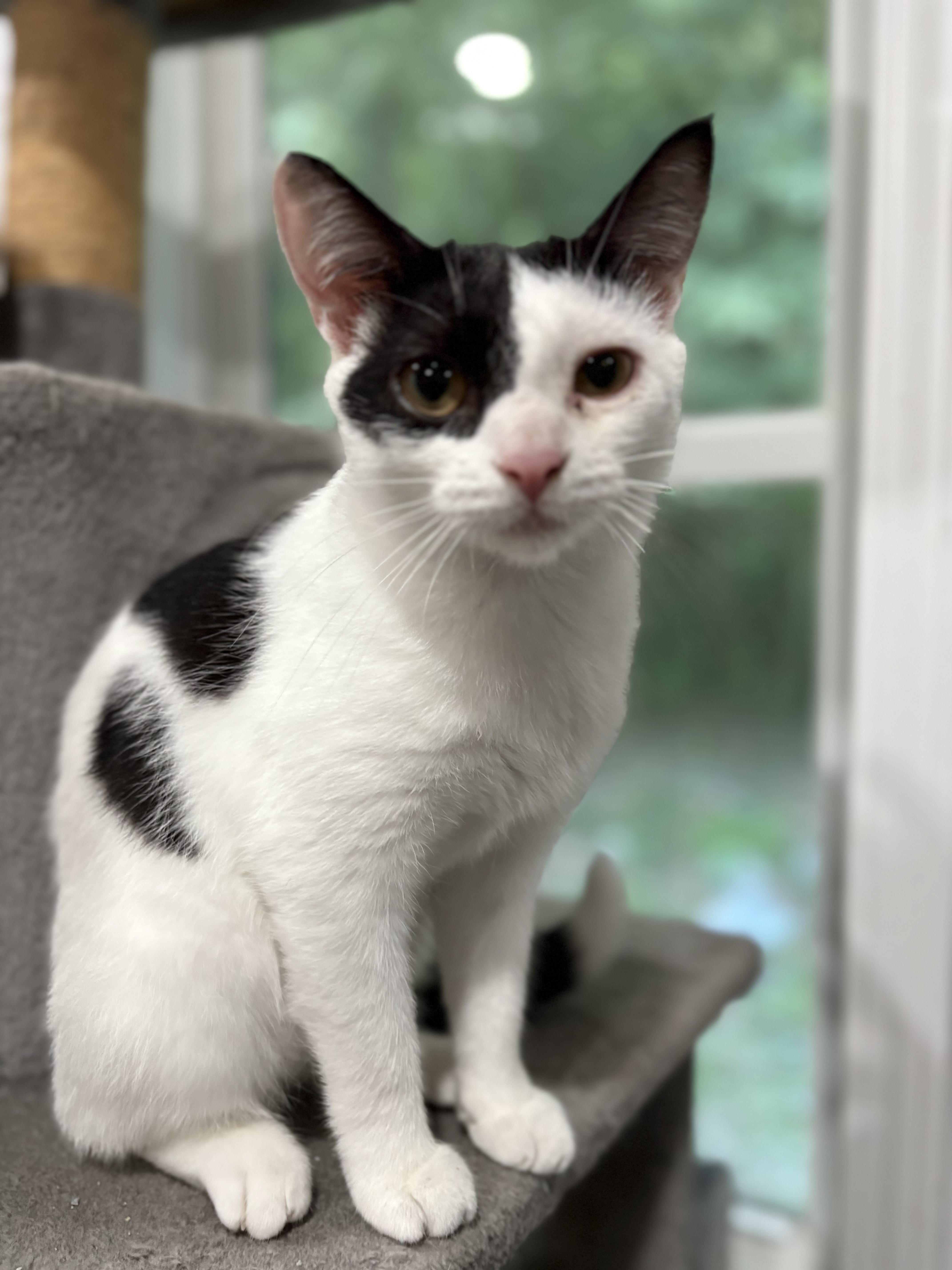 Peter, Adoptable, Young Male Domestic Short Hair.