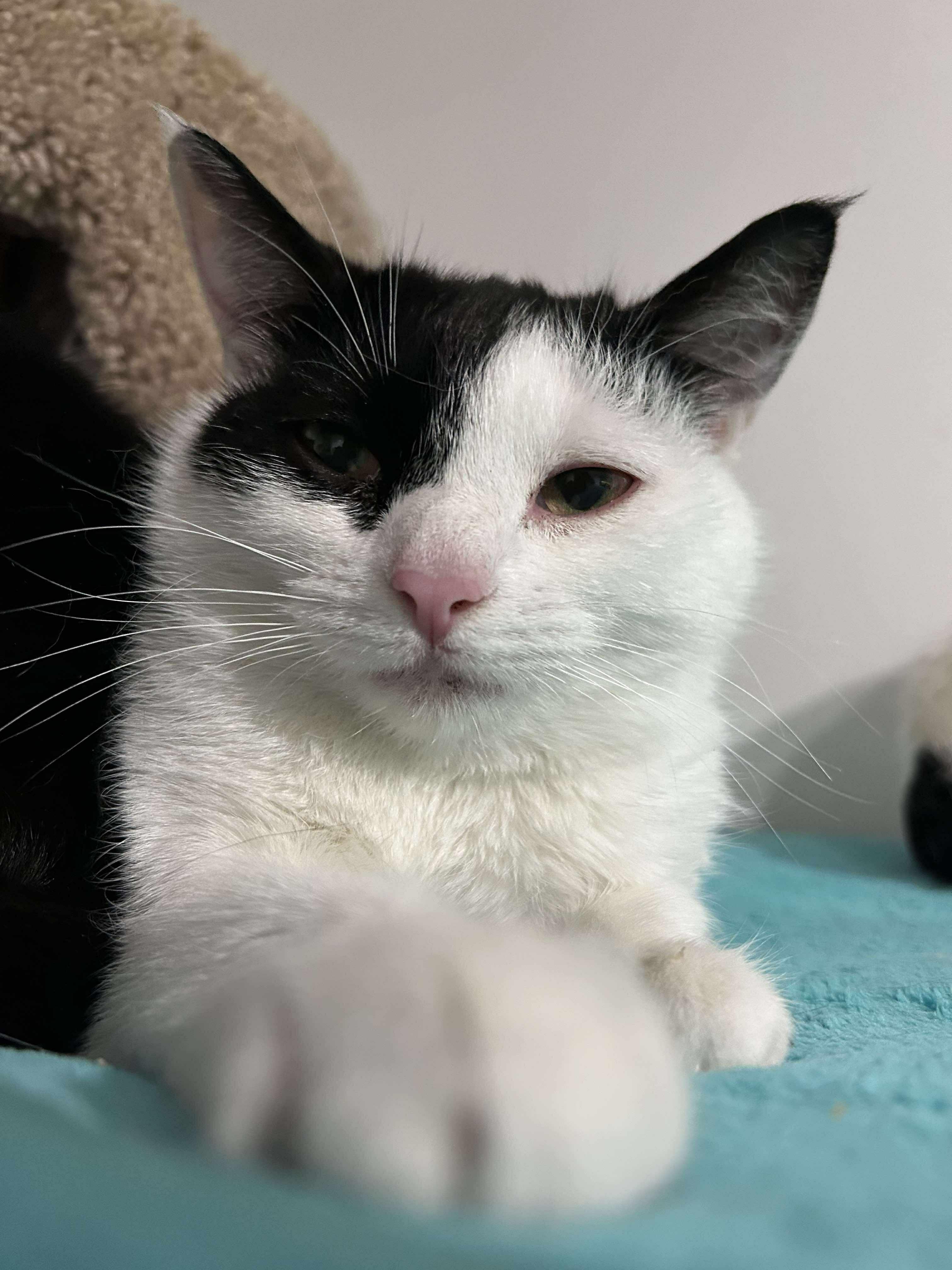 Enlarge Peter, a Adoptable Domestic Short Hair in North Huntingdon, PA image 2/6