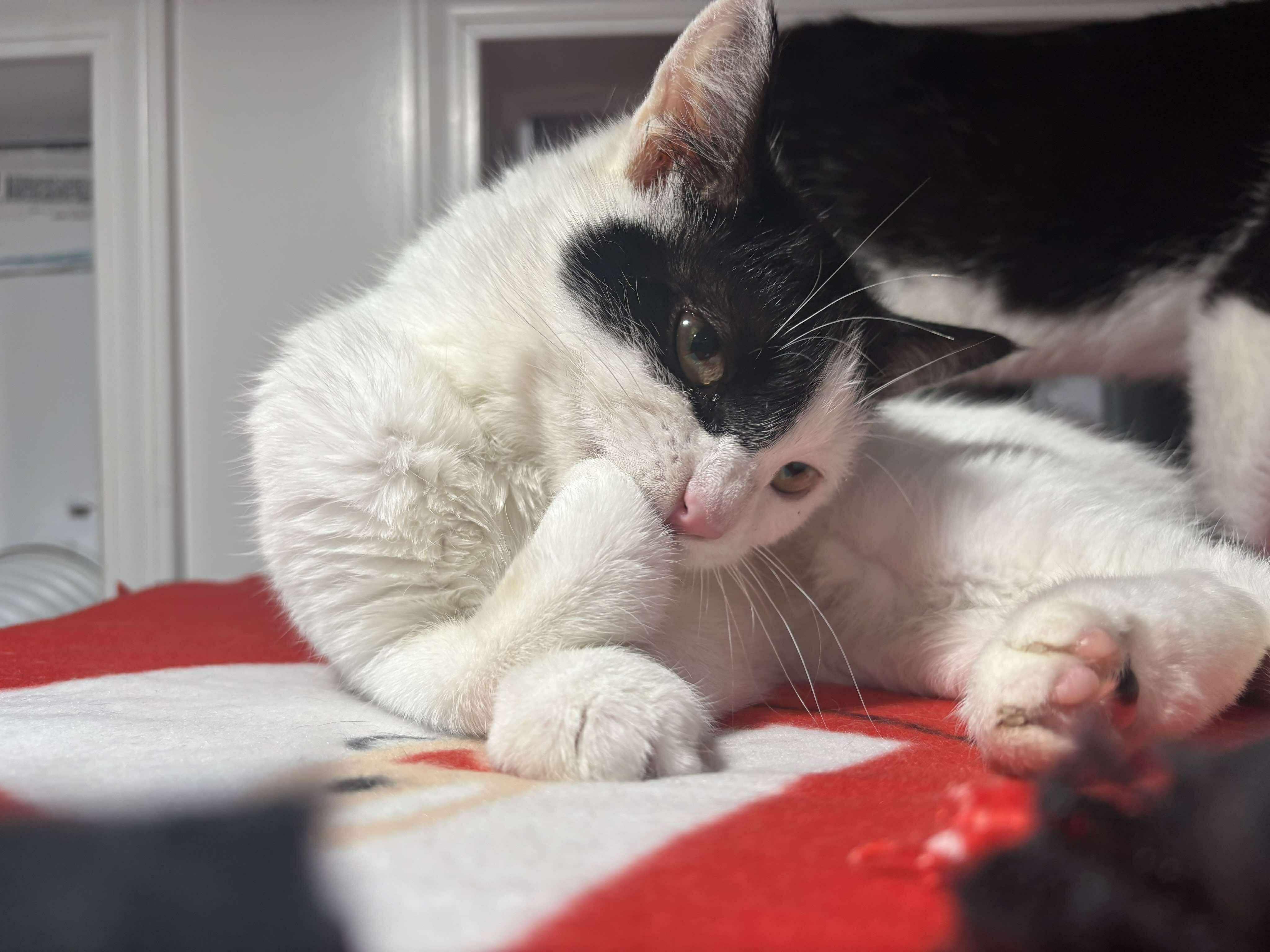 Enlarge Peter, a Adoptable Domestic Short Hair in North Huntingdon, PA image 4/6