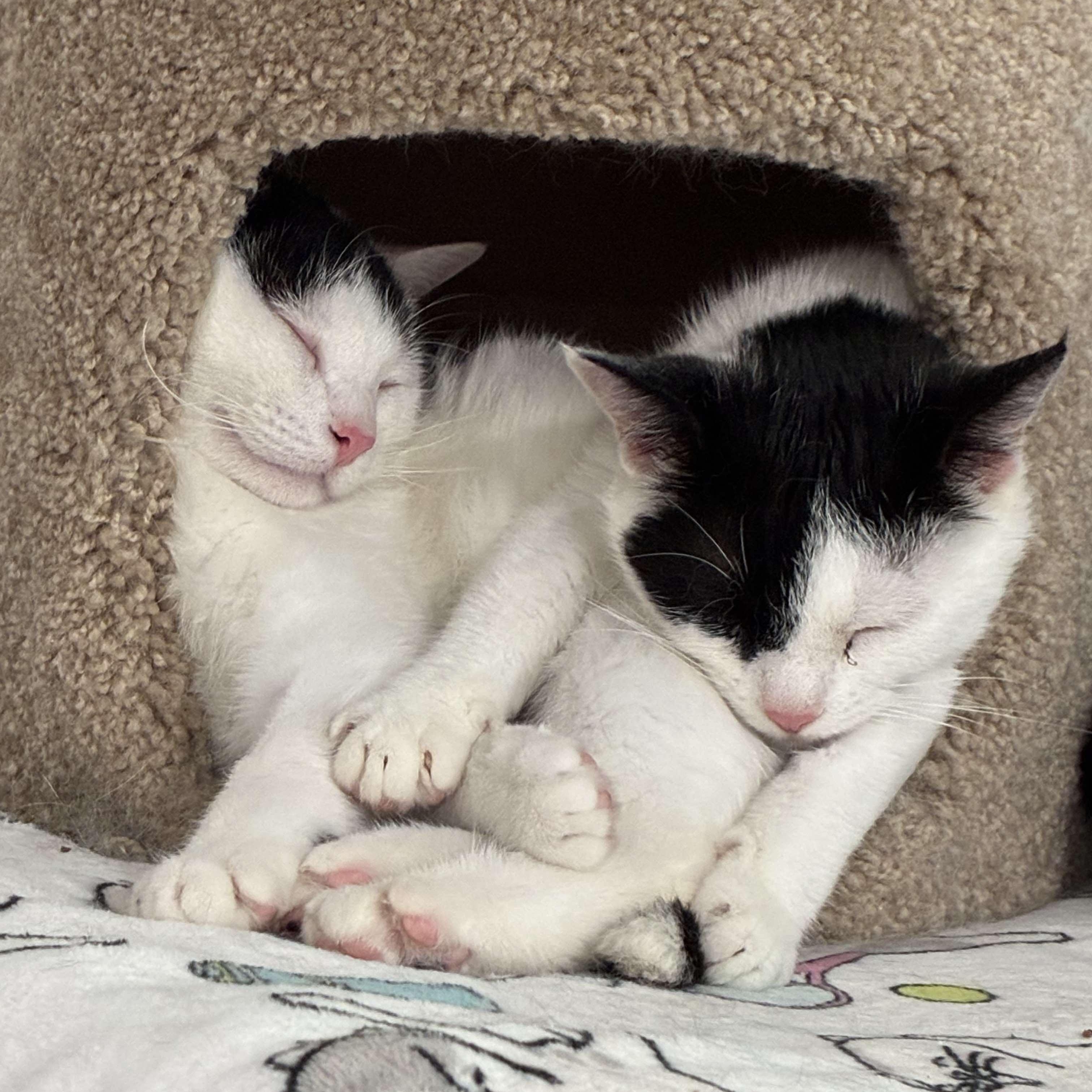 Enlarge Peter, a Adoptable Domestic Short Hair in North Huntingdon, PA image 6/6