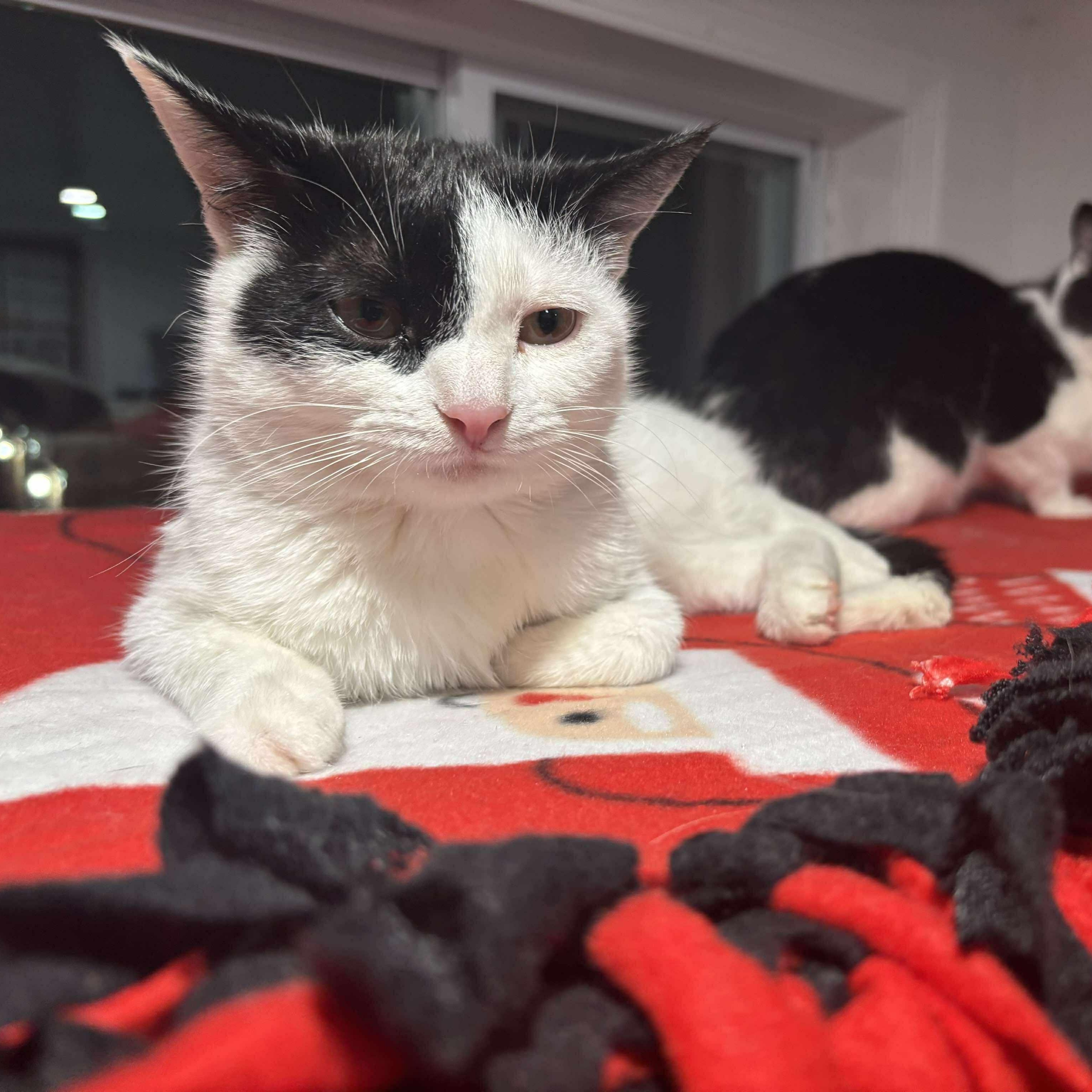 Enlarge Peter, a Adoptable Domestic Short Hair in North Huntingdon, PA image 5/6