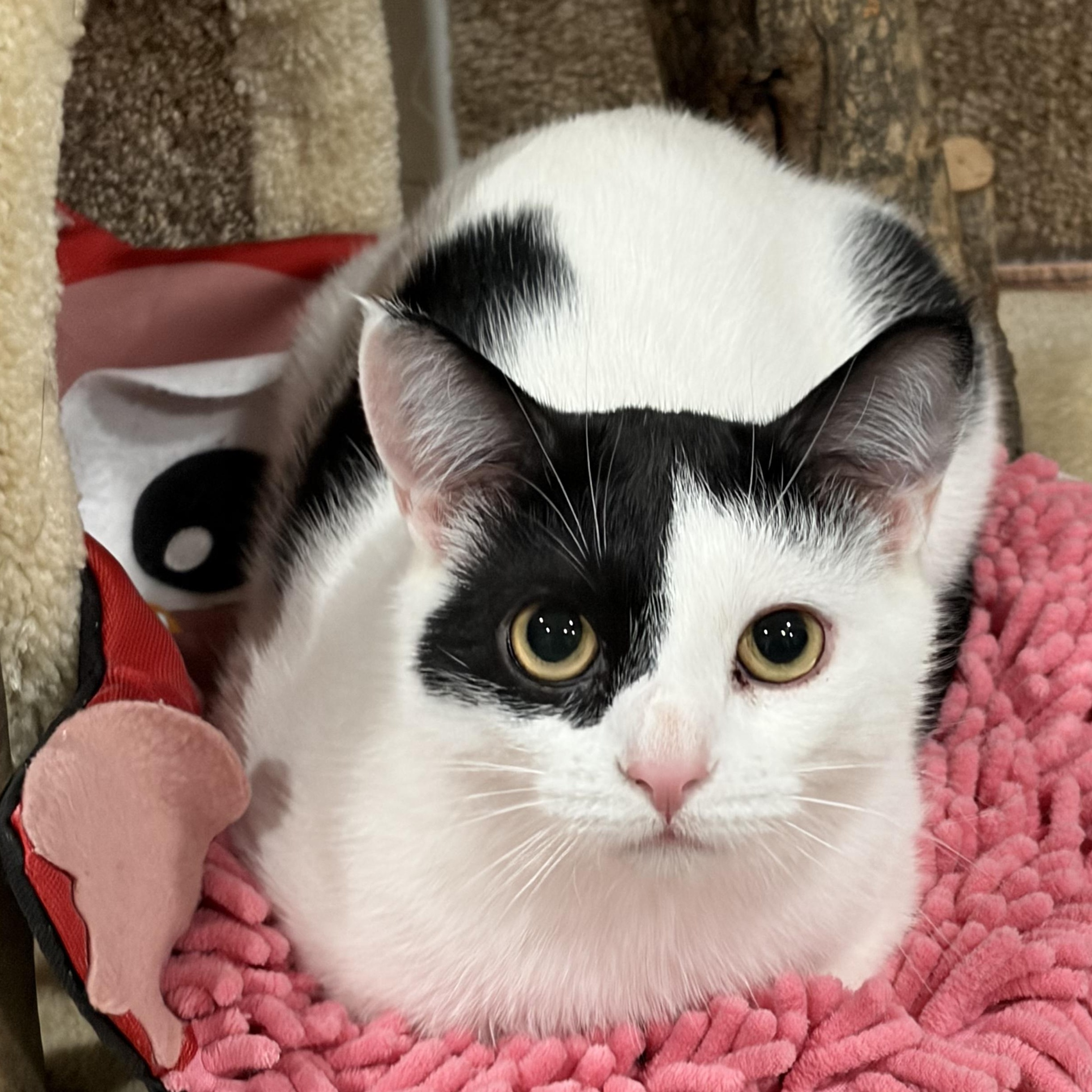 Enlarge Peter, a Adoptable Domestic Short Hair in North Huntingdon, PA image 3/6