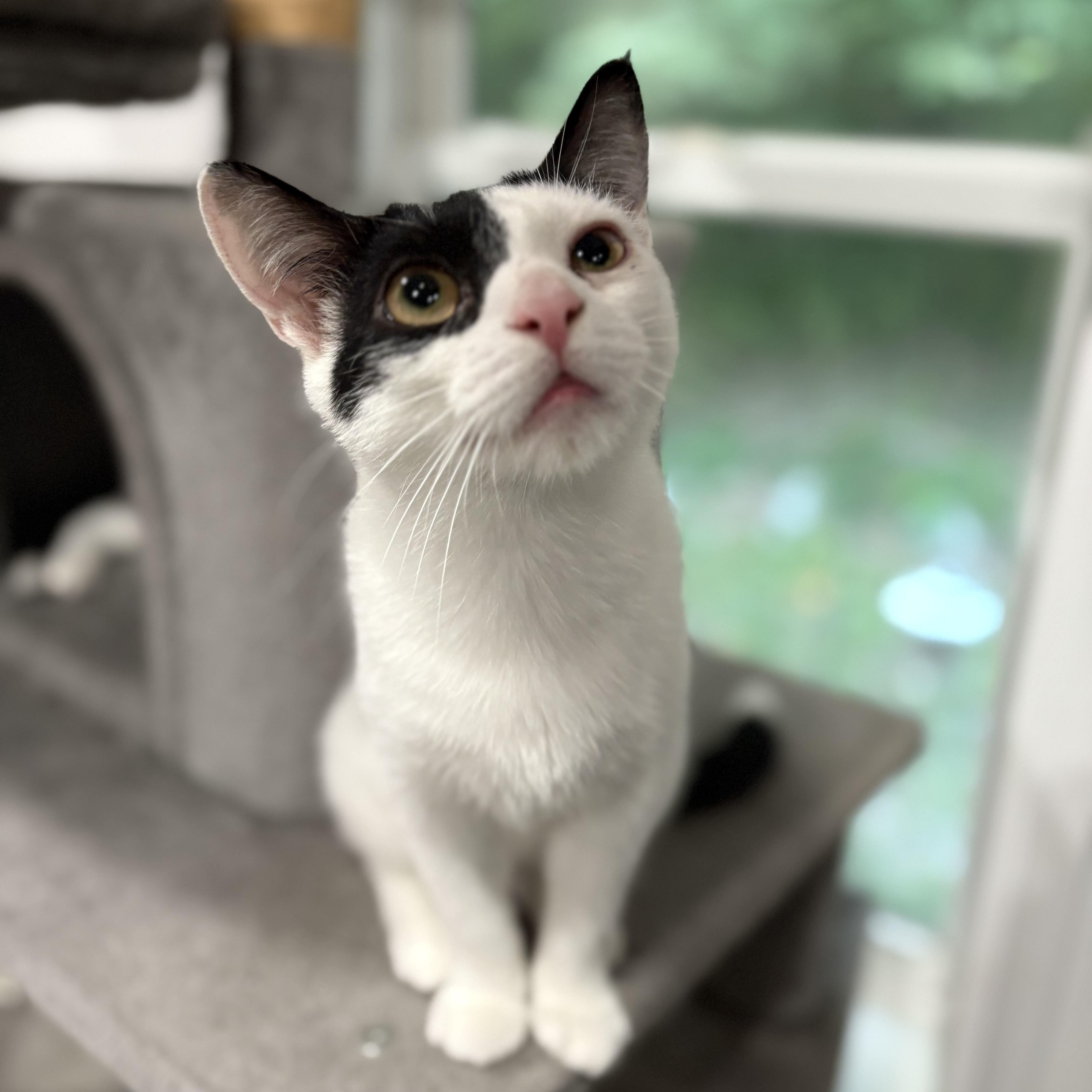 Enlarge Peter, a Adoptable Domestic Short Hair in North Huntingdon, PA image 3/6